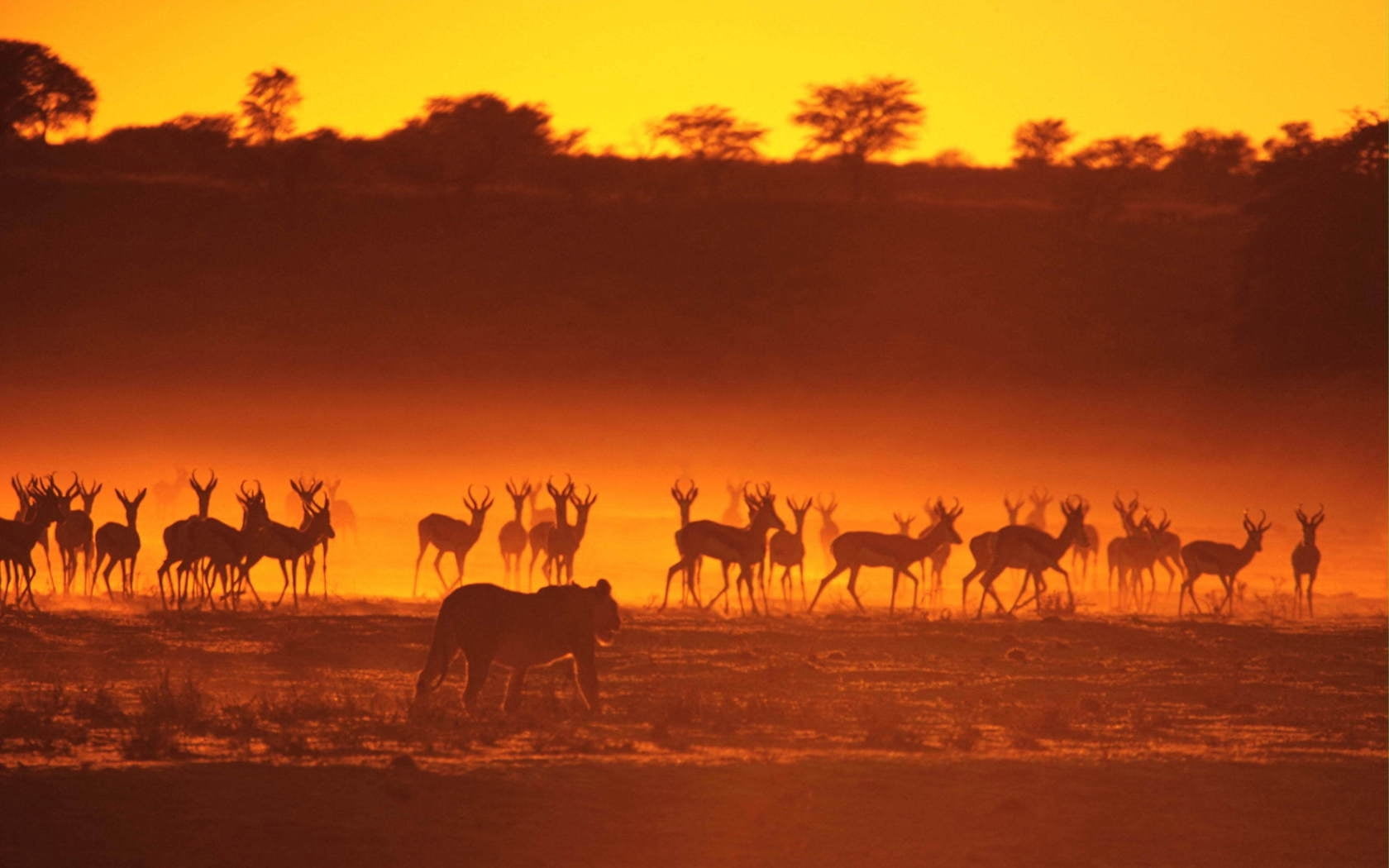 group Of Animals, herd, beauty In Nature, outdoors, animals And Pets, wildlife, animal themes, tourism, africa, dawn, summer, travel, travel Destinations, HD Wallpaper