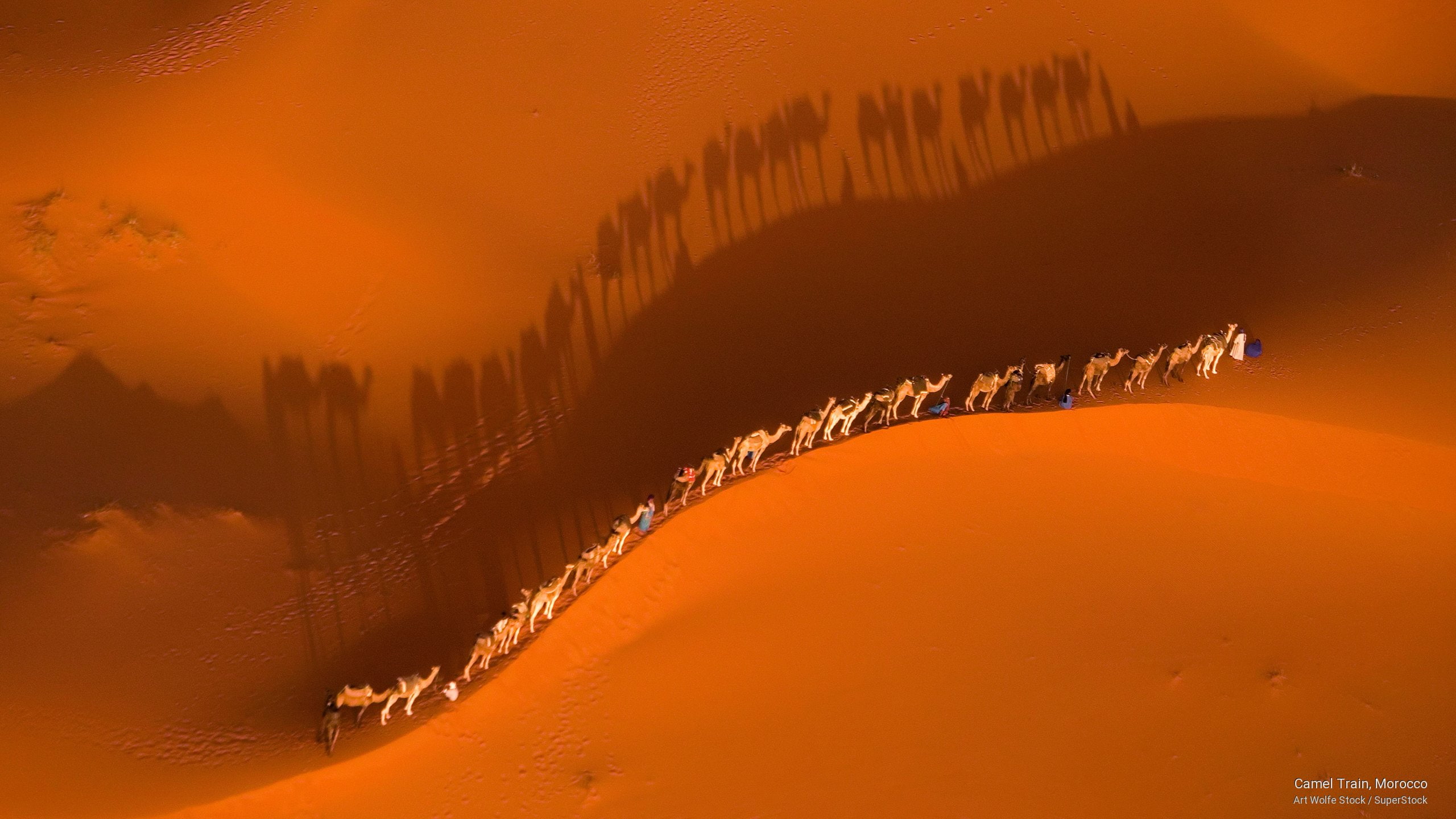Nature, morocco, train, 2K, camel, HD Wallpaper