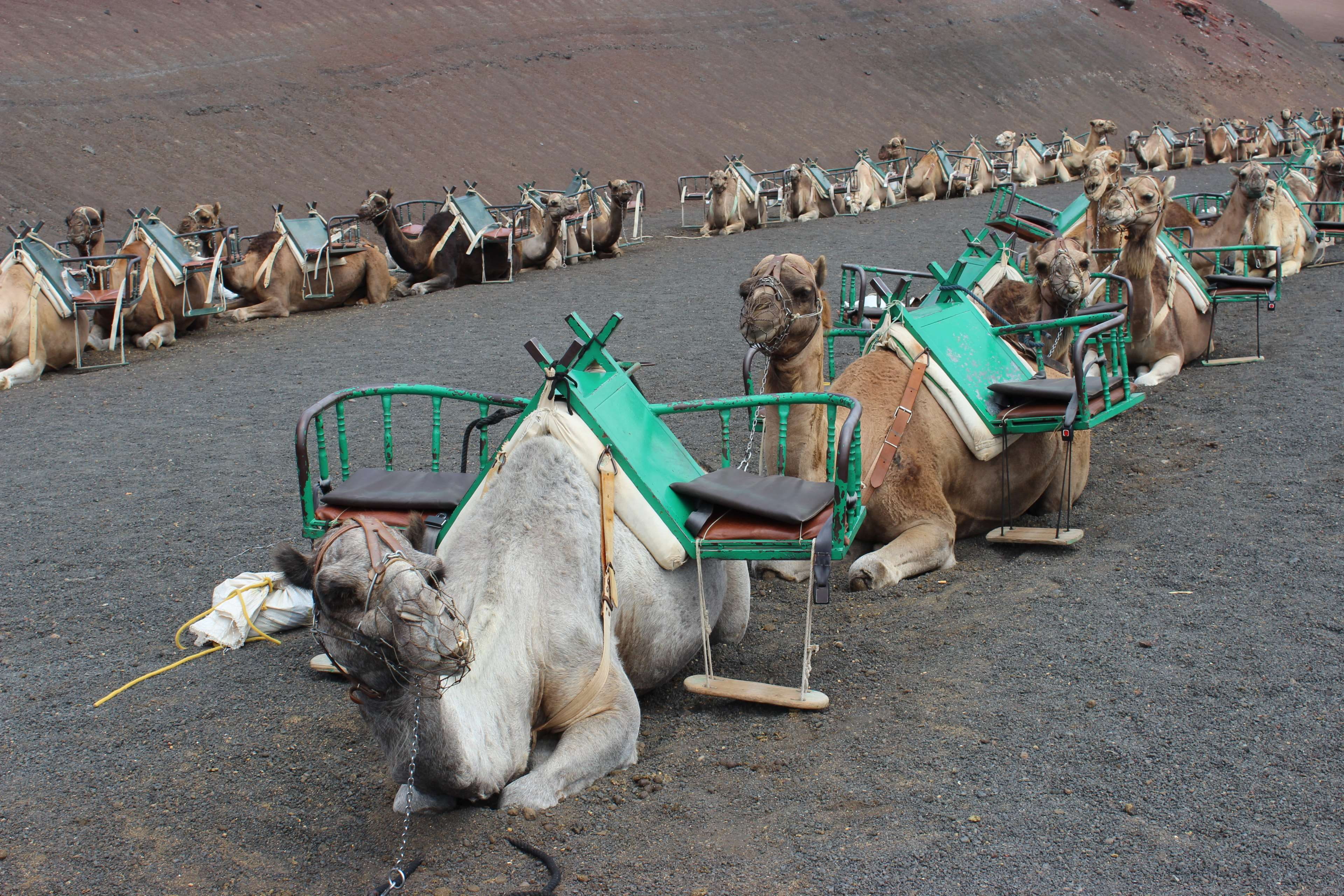 animal wildlife, working animal, spain, group of animals, mammal, camel train, herbivorous, pets, animal, day, nature, sitting, canary islands, domestic, HD Wallpaper