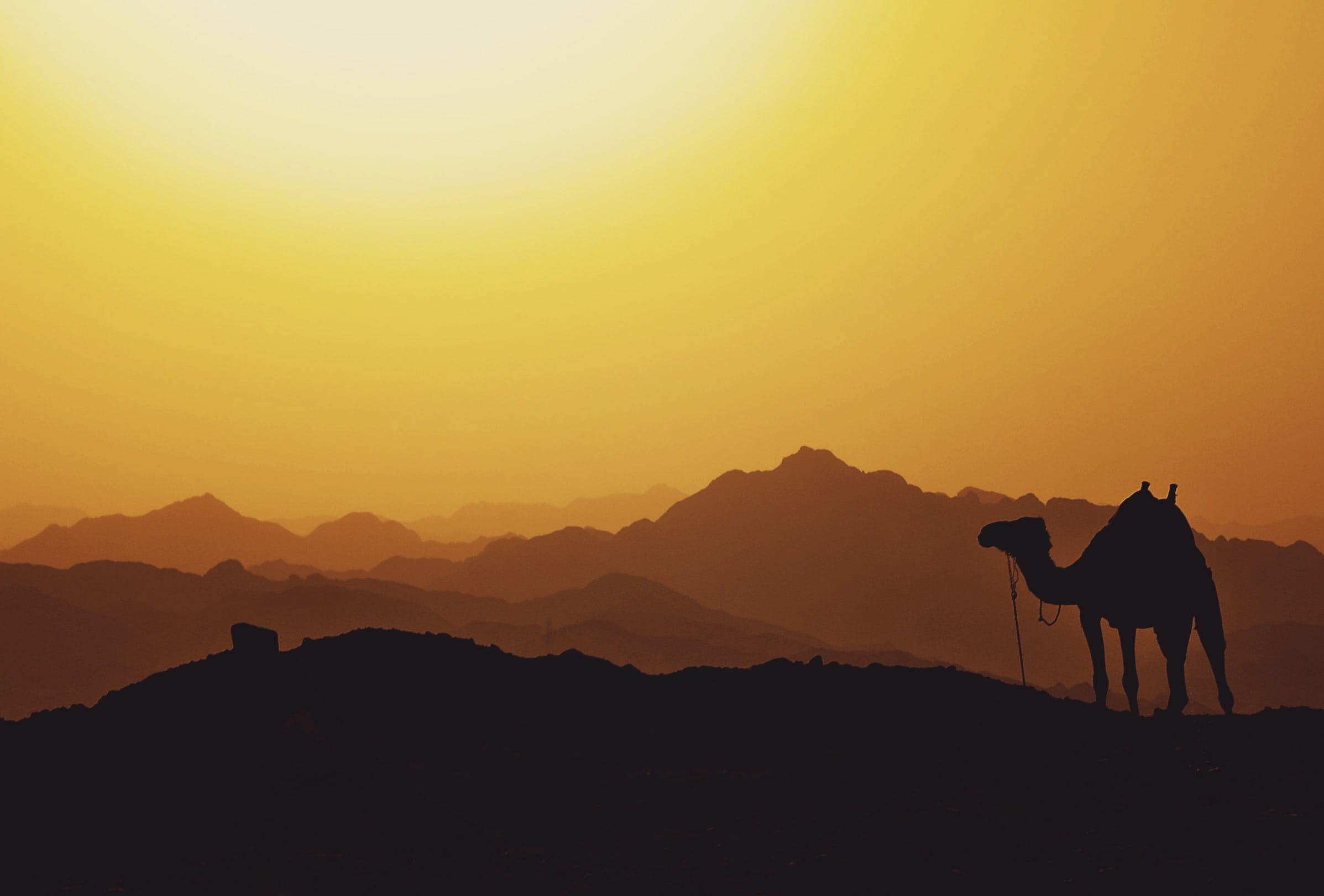 valley, domestic animals, desert, cloud, animal, beauty in nature, mountain, domestic, outdoors, ridge, rajasthan, copy space, pets, highland, summit, camel, HD Wallpaper