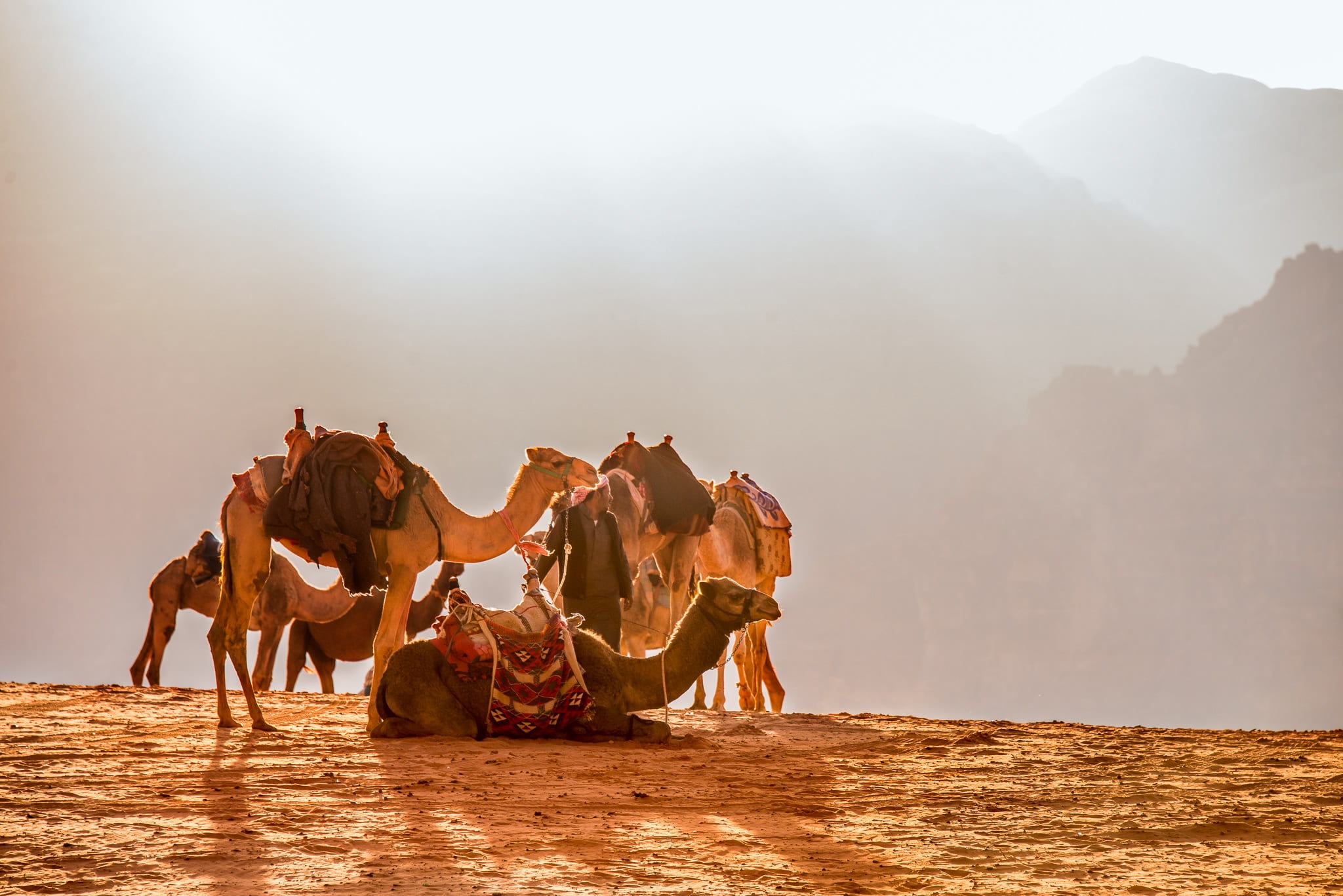 animal wildlife, group of animals, wade rooms, nature, jordan, herd, people, outdoors, land, group of people, men, desert, clothing, 1080P, domestic animals, HD Wallpaper