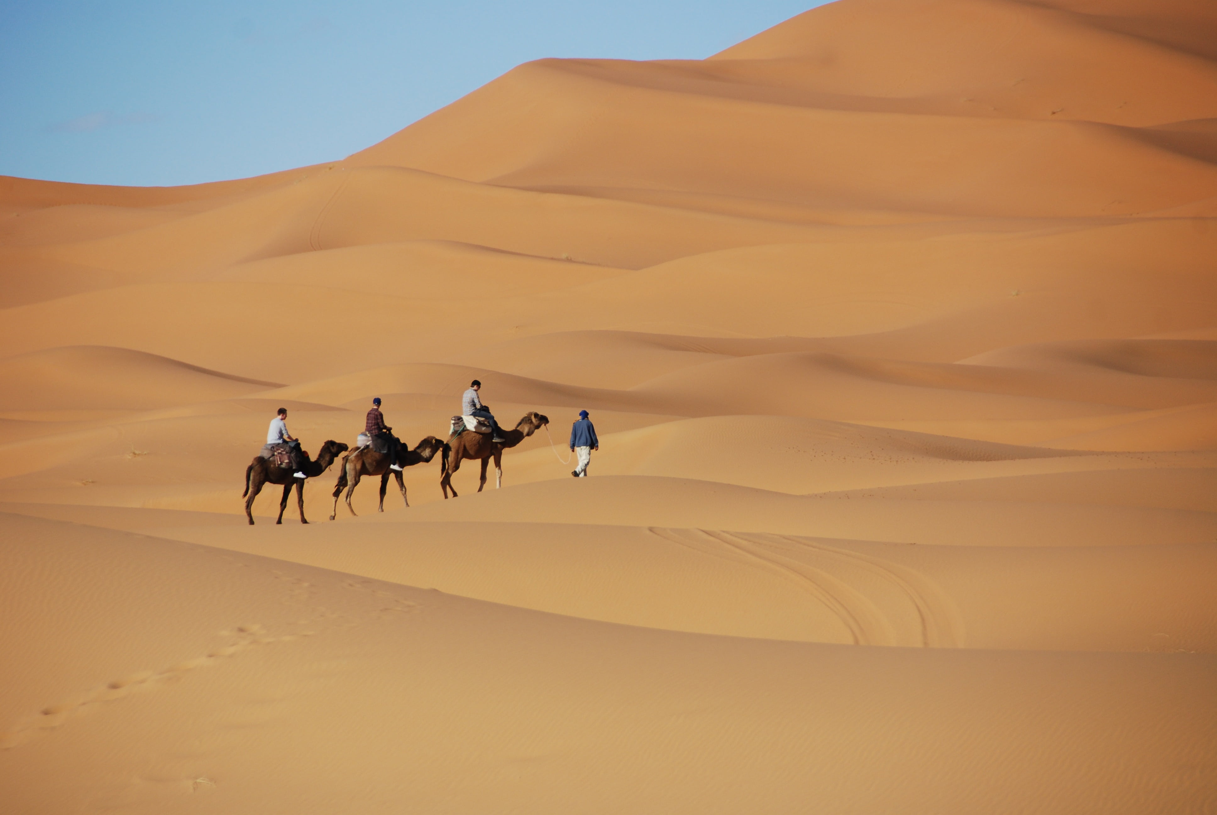 camel, animal themes, group of animals, arid climate, environment, sand dune, animal, three, nature, mammal, dromedary, sand, pets, day, scenics - nature, HD Wallpaper