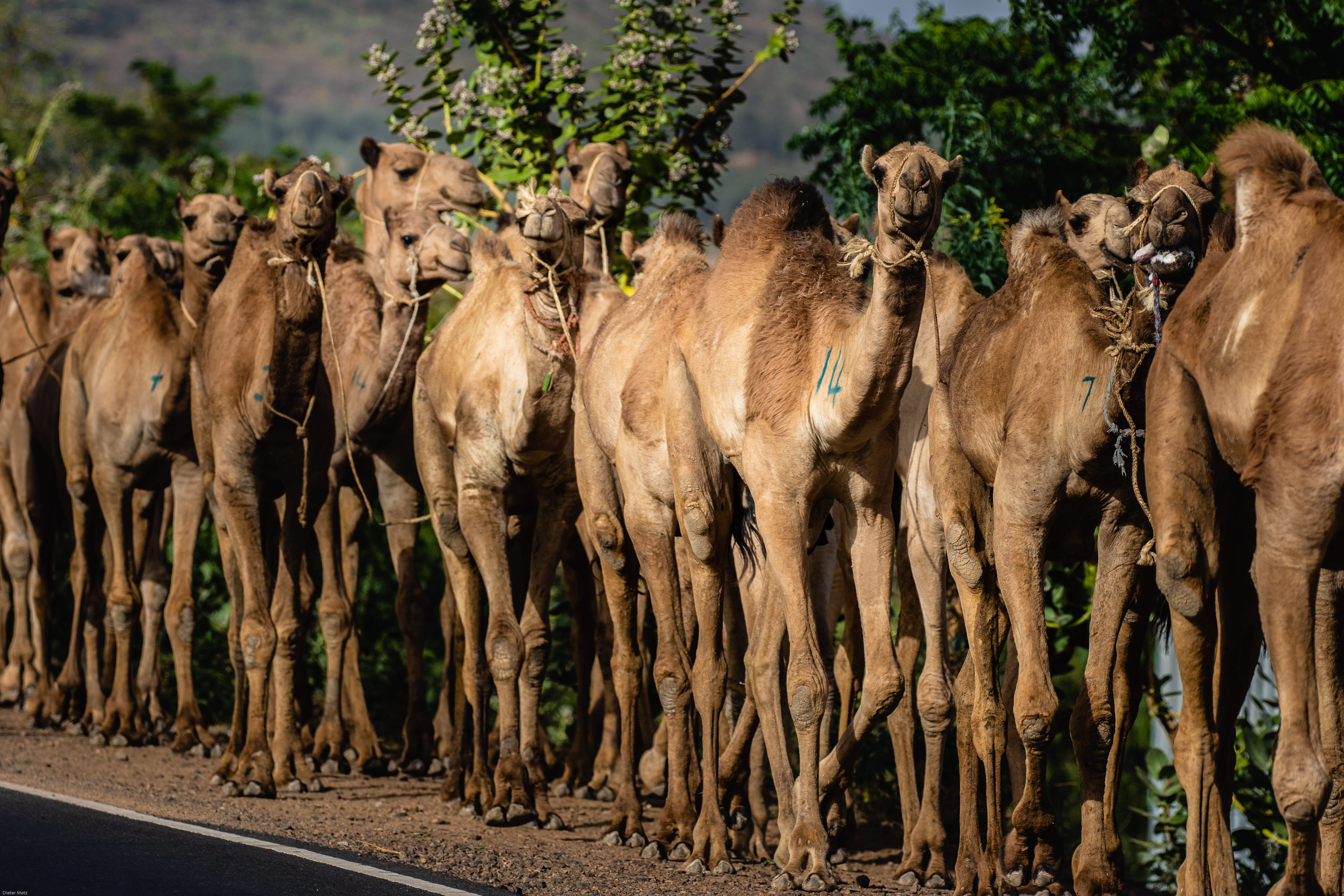 mammal, day, travel, camel, ethiopia, plant, 5K, large group of animals, group of animals, land, means of transport, animal wildlife, tree, animals in the wild, HD Wallpaper