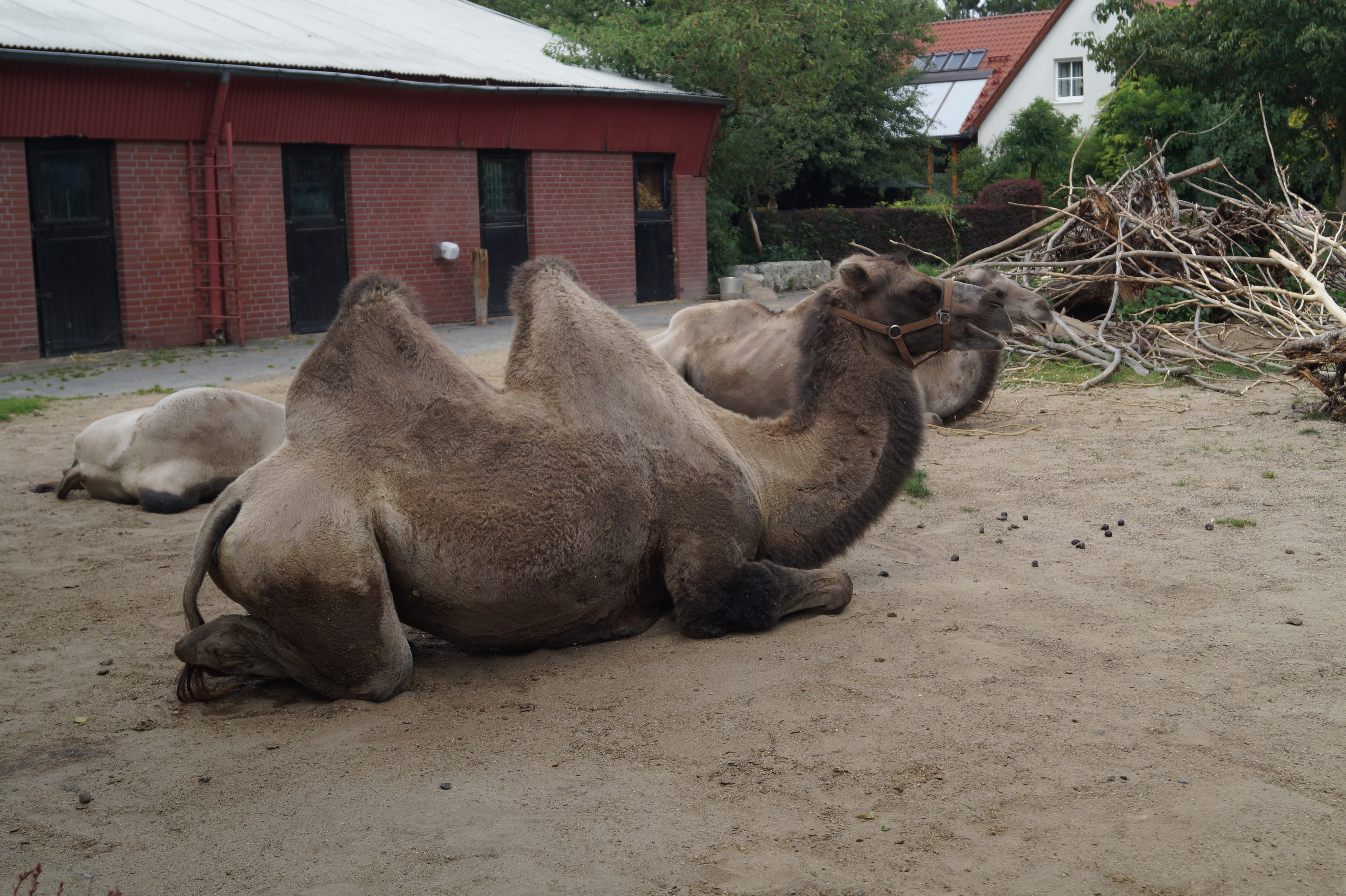 vertebrate, animal themes, outdoors, animal, one animal, hump, beast of burden, herbivorous, creature, built structure, animal wildlife, Nature, domestic, HD Wallpaper
