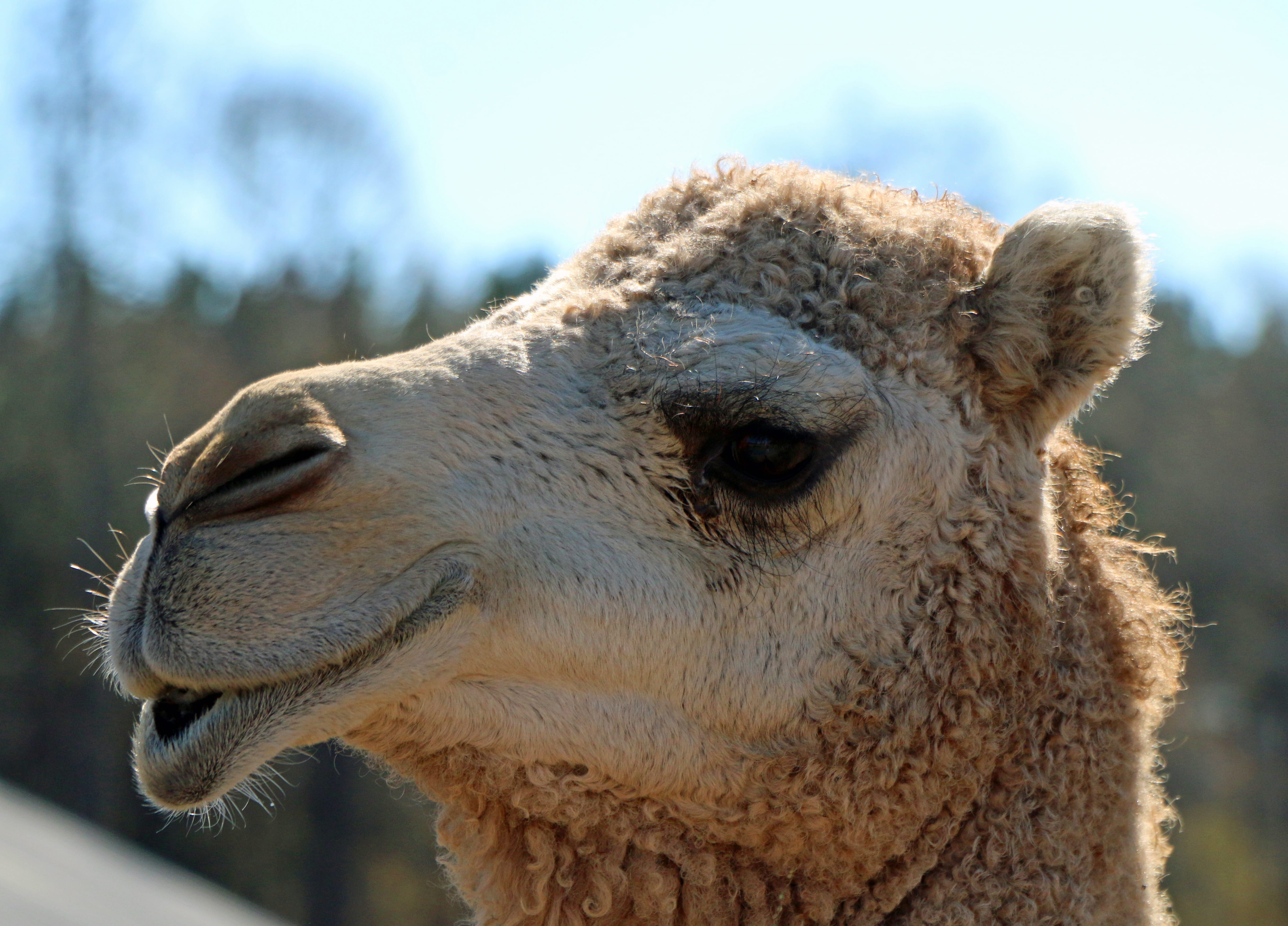 livestock, pets, cute, animal wildlife, mouth, funny, hair, no people, alpaca, agriculture, travel, desert, 4K, zoo, animal body part, animal themes, day, HD Wallpaper