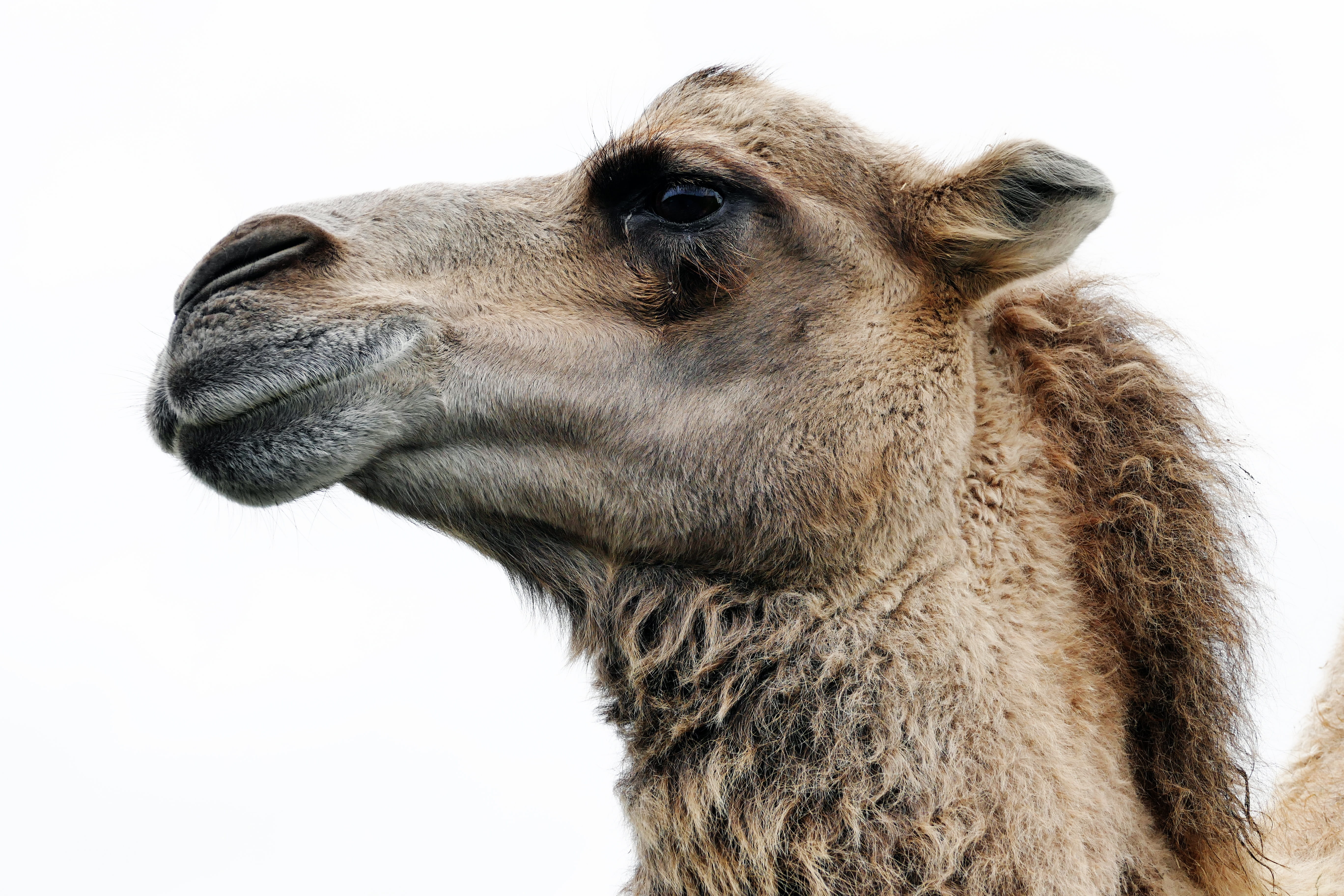 5K, animal mouth, portrait, close-up, cut out, close, hair, domestic, zoo, livestock, domestic animals, wildlife, animal body part, Arabian camel, white background, HD Wallpaper
