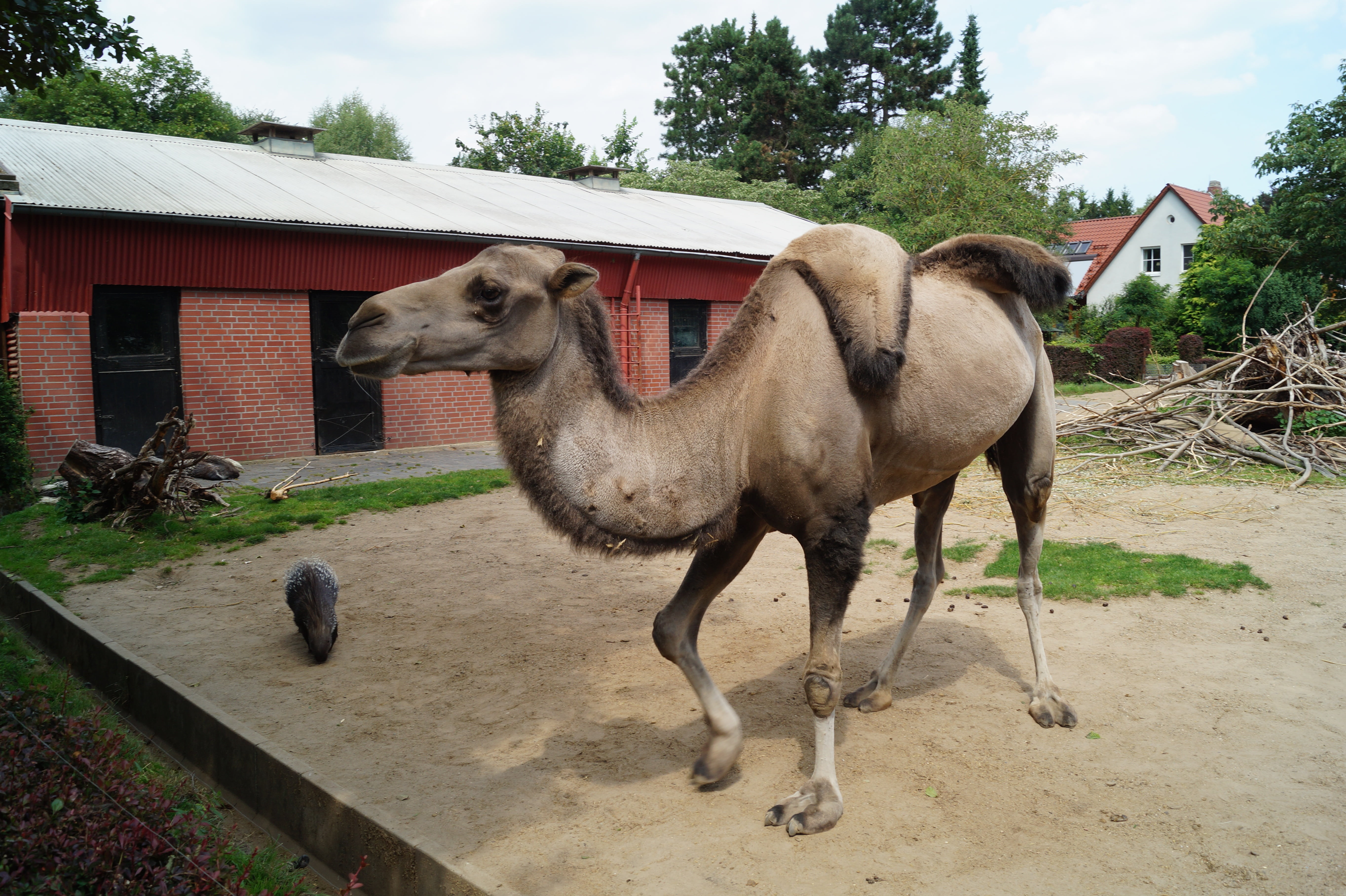 animal wildlife, domestic, 5K, ranch, day, camel, livestock, zoo, built structure, dromedary, braunschweig, camel riders, no people, house, creature, ride, HD Wallpaper