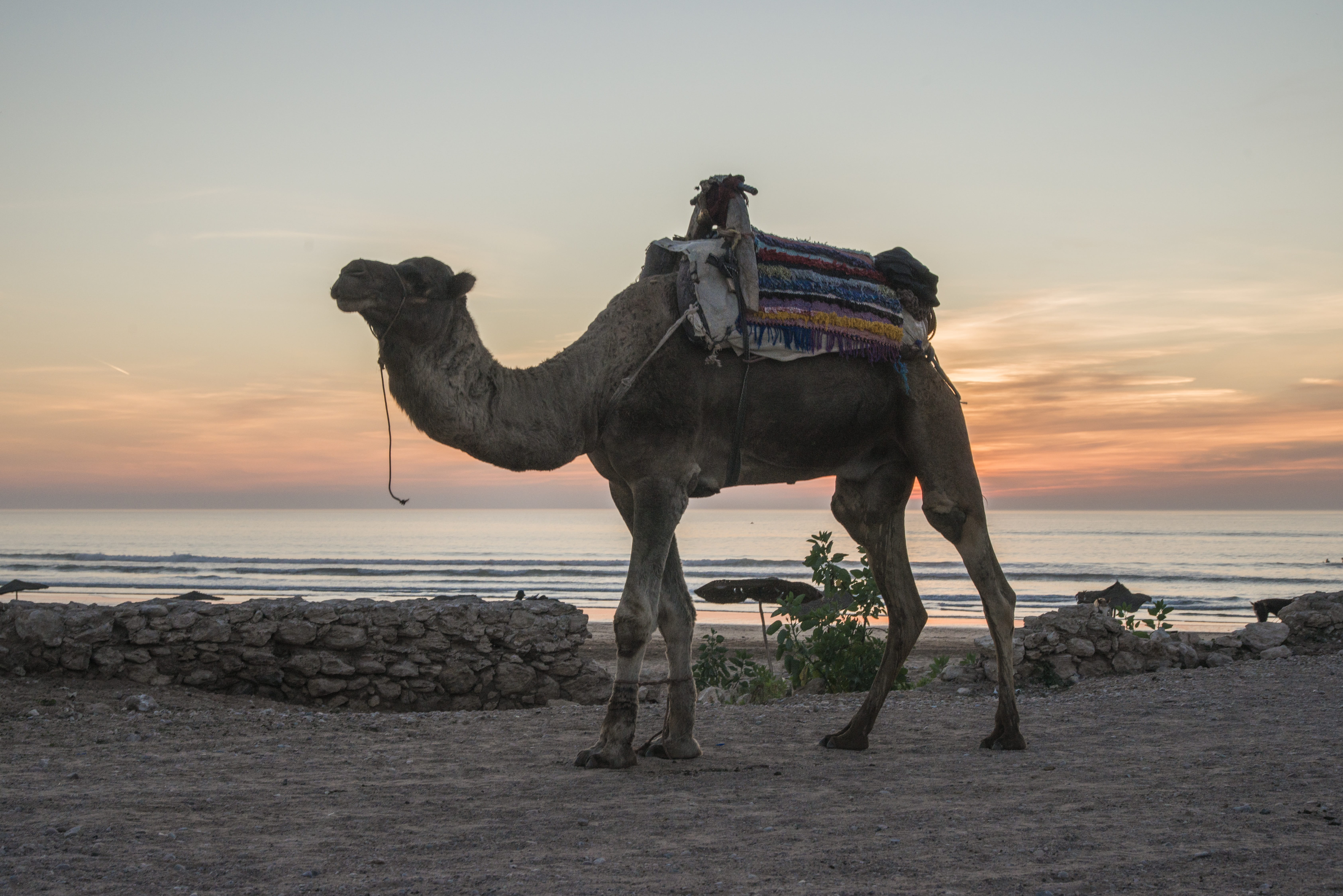 vertebrate, essaouira, dromedary, sky, camel, animal, beauty in nature, domestic animals, scenics - nature, atlantic ocean, herbivorous, atlantic, mammal, HD Wallpaper