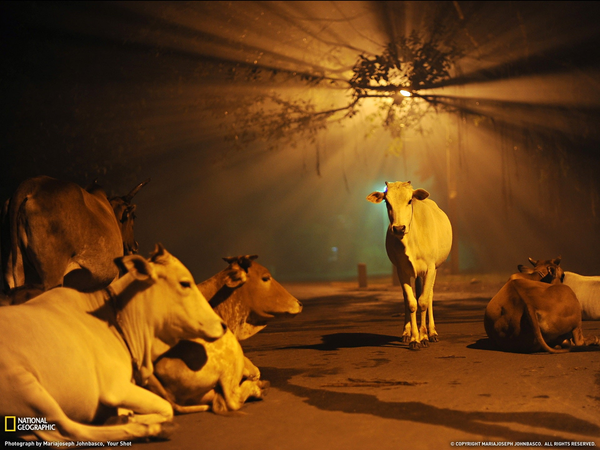 night, group of animals, herd, pets, motion, medium group of animals, mammal, geographic, shadow, herbivorous, animal wildlife, cows, national, HD Wallpaper