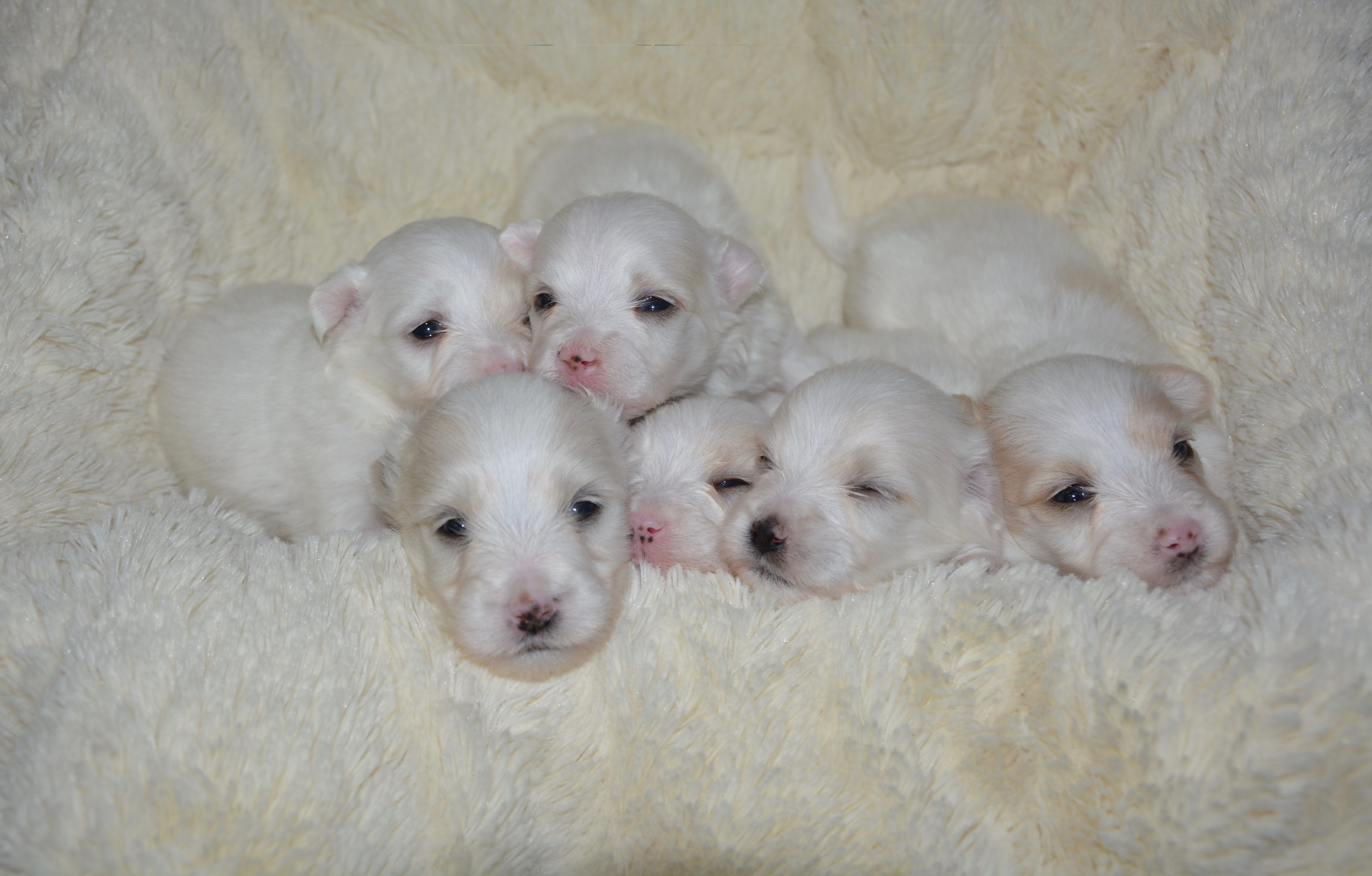 baby dog, domestic, young animal, domestic animals, white dogs, pets, animal body part, group of animals, petit, cute, nature, indoors, animal, no people, HD Wallpaper