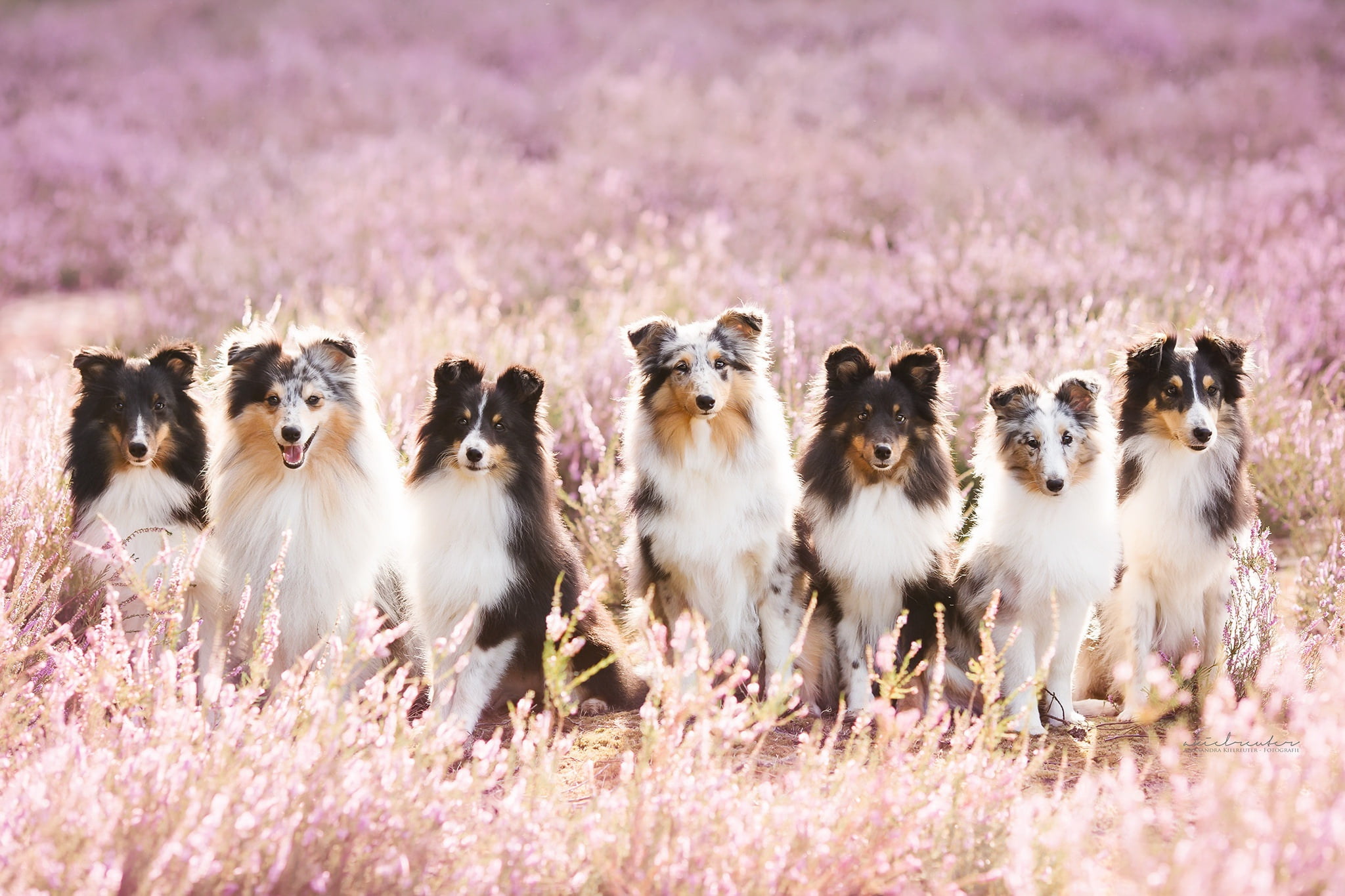 animals in the wild, day, animal themes, animals, medium group of animals, animal wildlife, young animal, no people, outdoors, canine, pets, domestic animals, HD Wallpaper