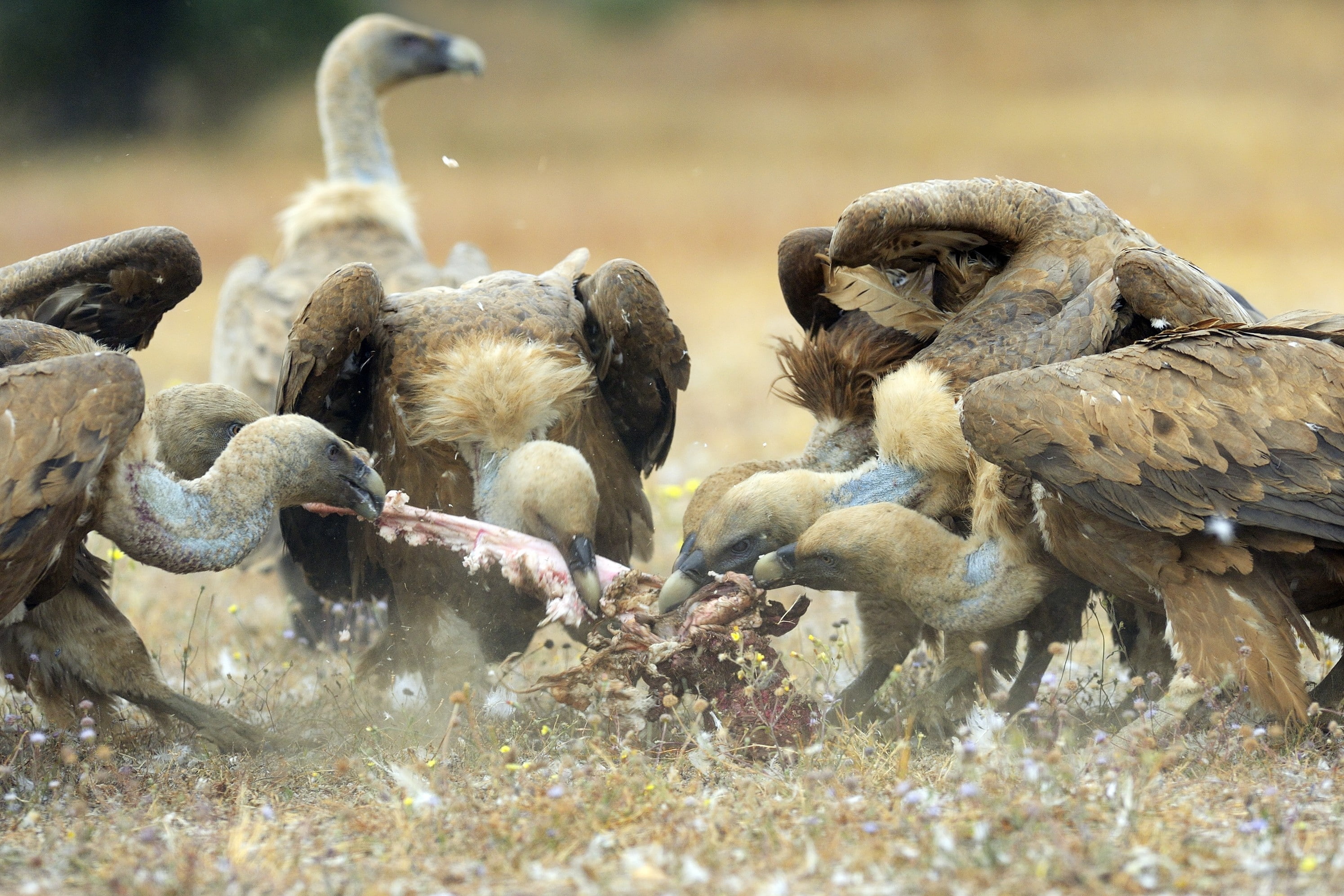nature, vertebrate, bird, group of animals, animal, sunlight, outdoors, three animals, 2K, day, animal family, animals, animal wildlife, focus on foreground, HD Wallpaper