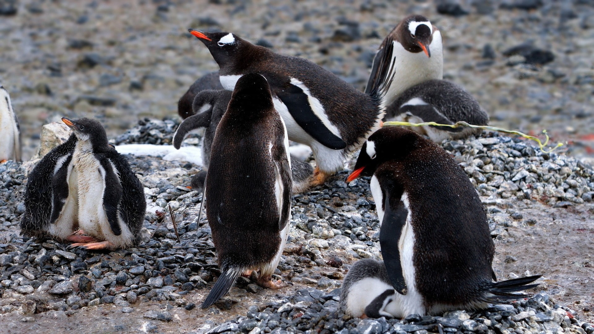 penguin, animal wildlife, penguins, young animal, cold temperature, vertebrate, animals in the wild, snow, baby animals, solid, animal, group of animals, HD Wallpaper