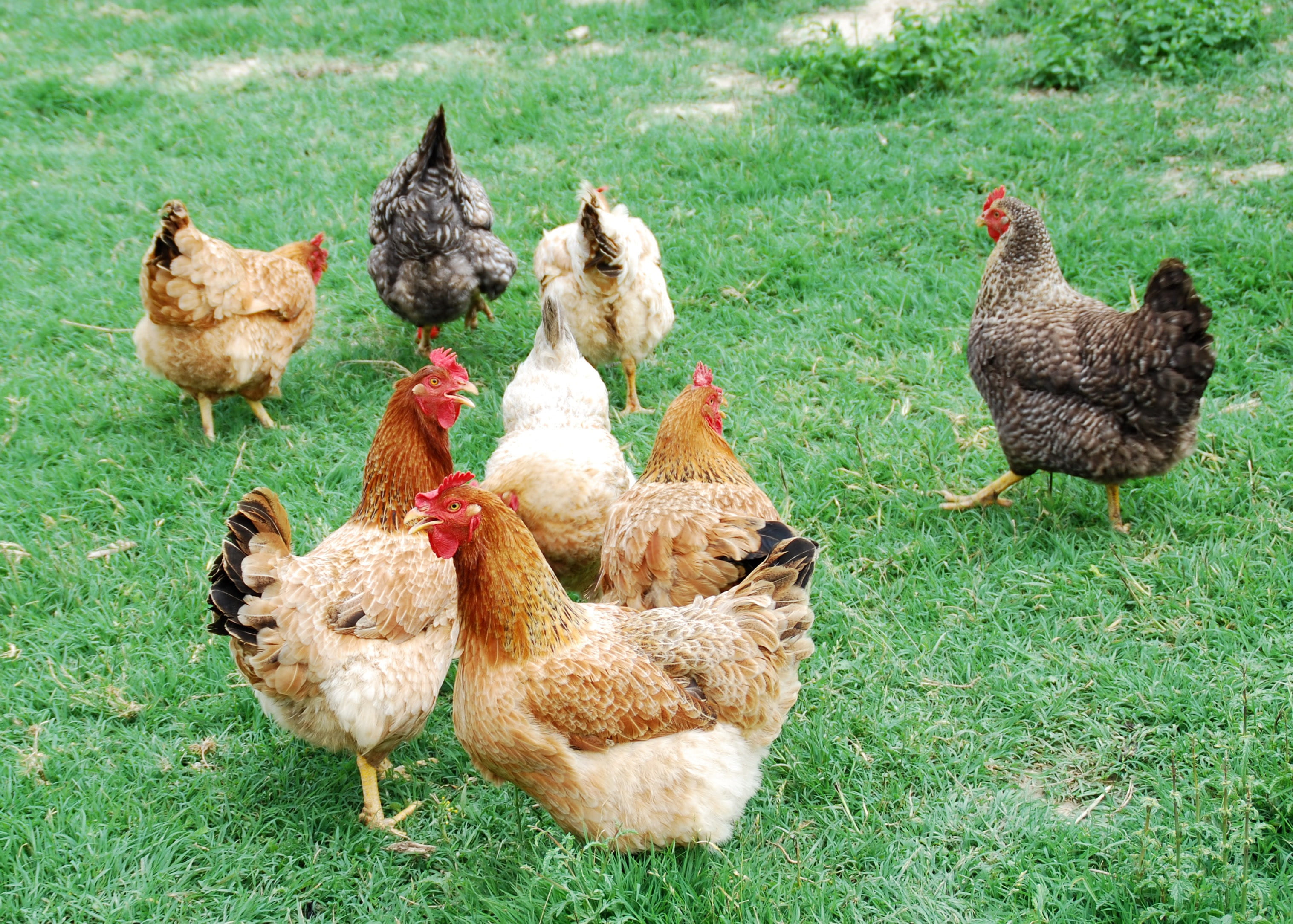 Hen, 2K, chicken - bird, animal themes, outdoors, domestic animals, Home, farm, field, flock of birds, animal, livestock, Peck, domestic, pets, no people, HD Wallpaper