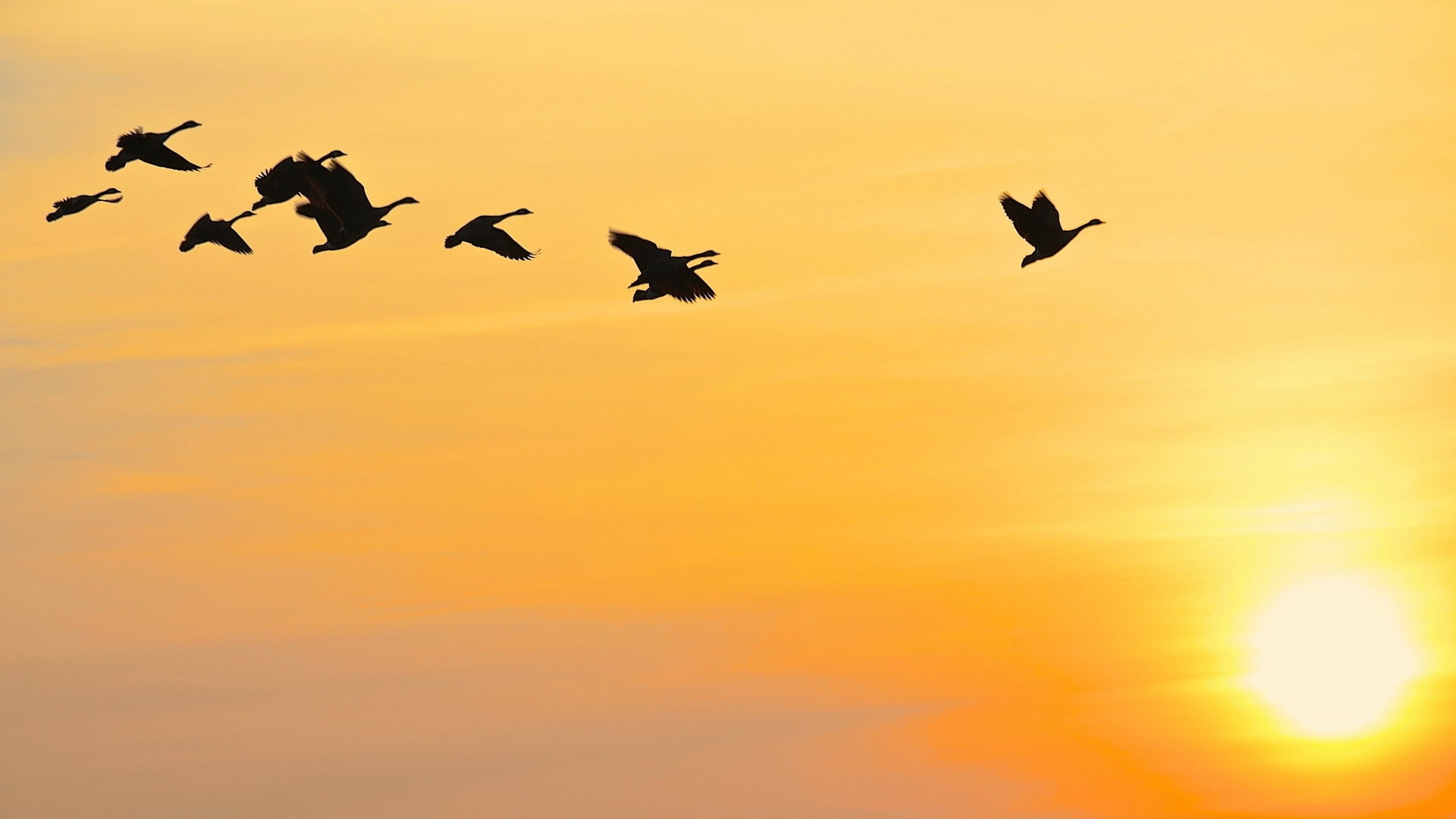 sky, beauty in nature, 1080P, vertebrate, nature, silhouette, medium group of animals, spread wings, motion, sun, low angle view, flying, group of animals, HD Wallpaper