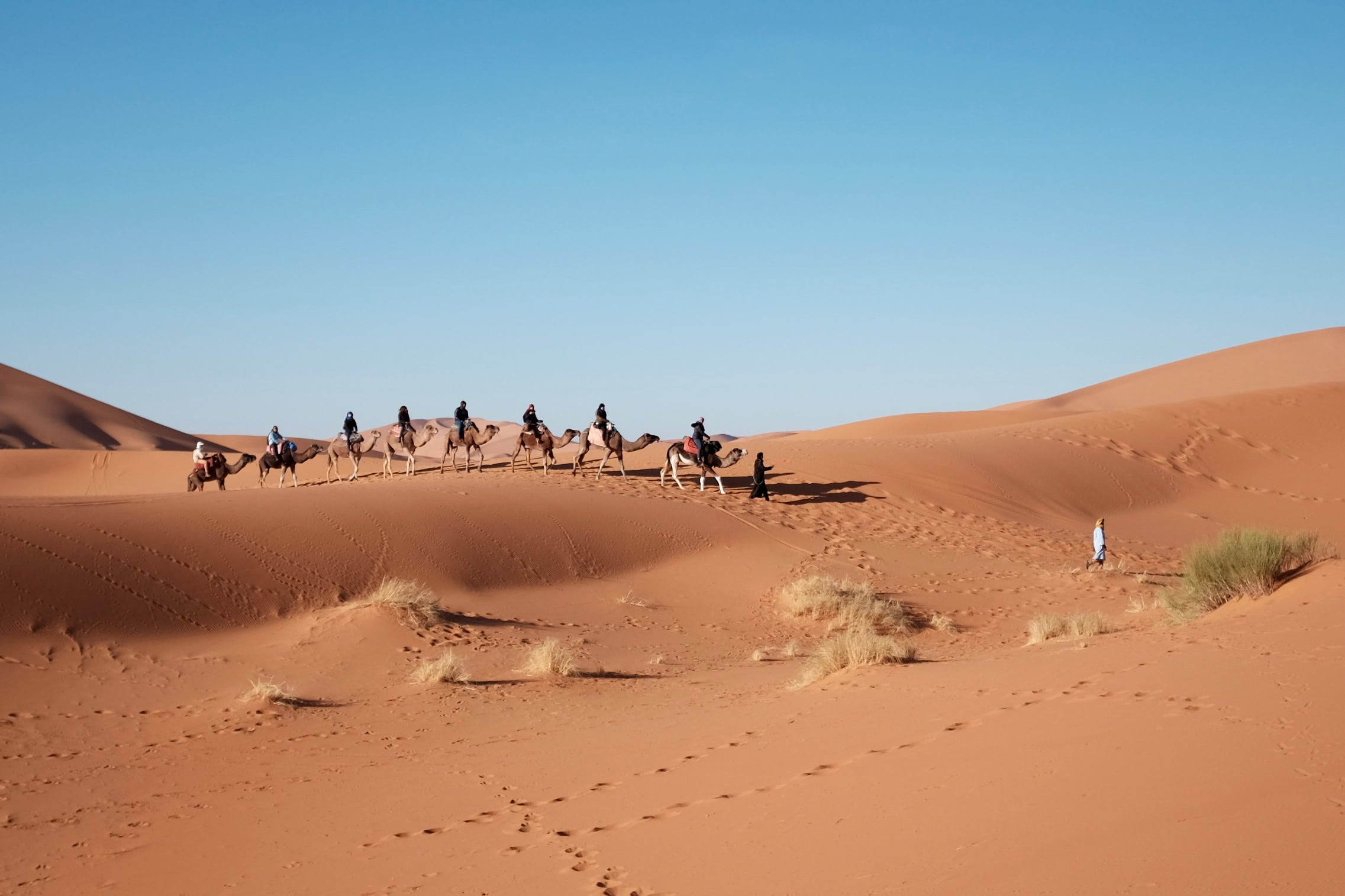 climate, scenics - nature, blue, grass, day, group of animals, nature, landscape, sand, brown, sky, footprints, daytime, beauty in nature, outdoors, camel, HD Wallpaper