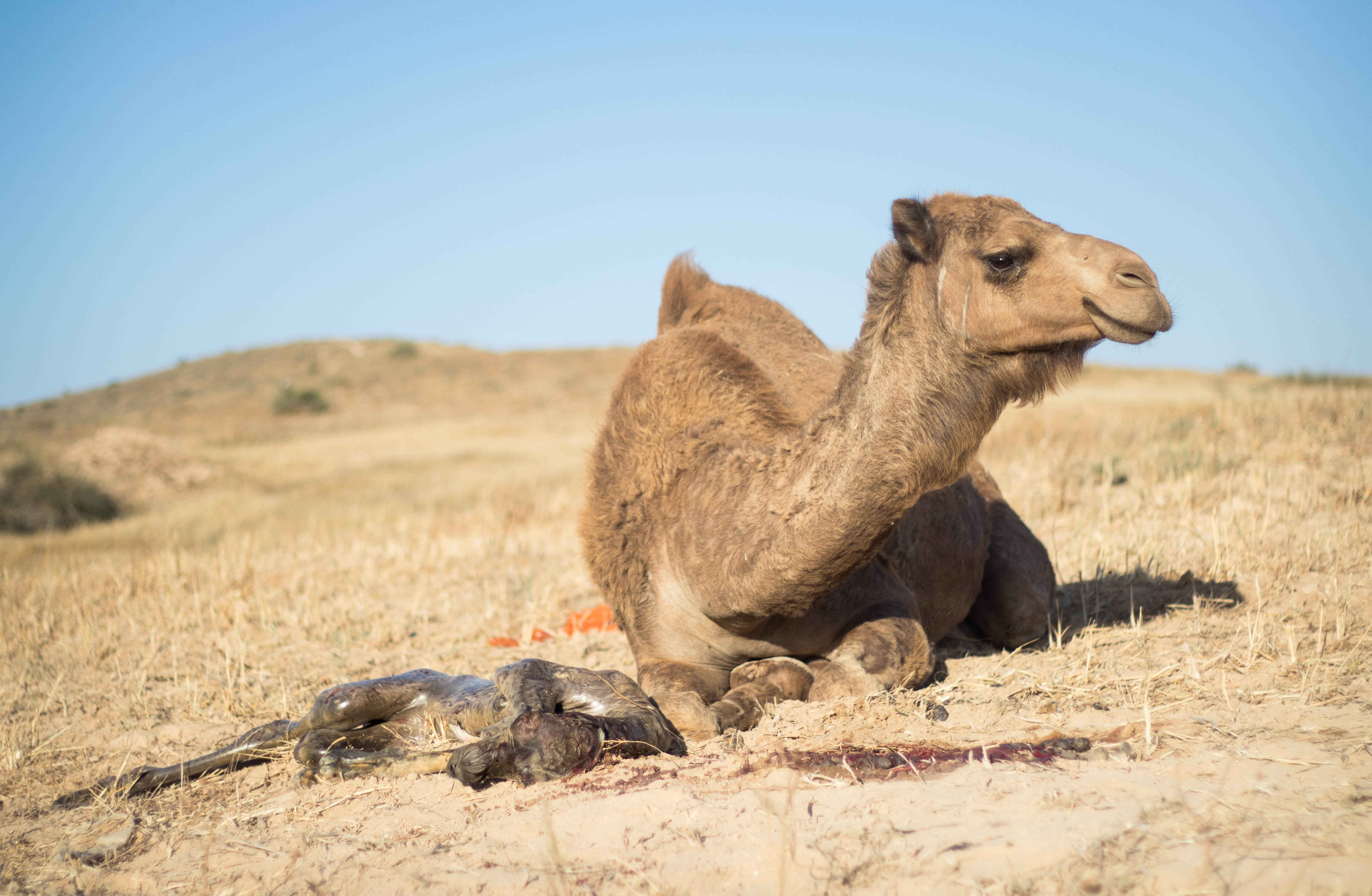 vertebrate, wind, animals in the wild, baby, sign, season, outdoor, mama nature, sad, landscape, child, des, laws, wildlife, clear sky, copy space, mouth, HD Wallpaper