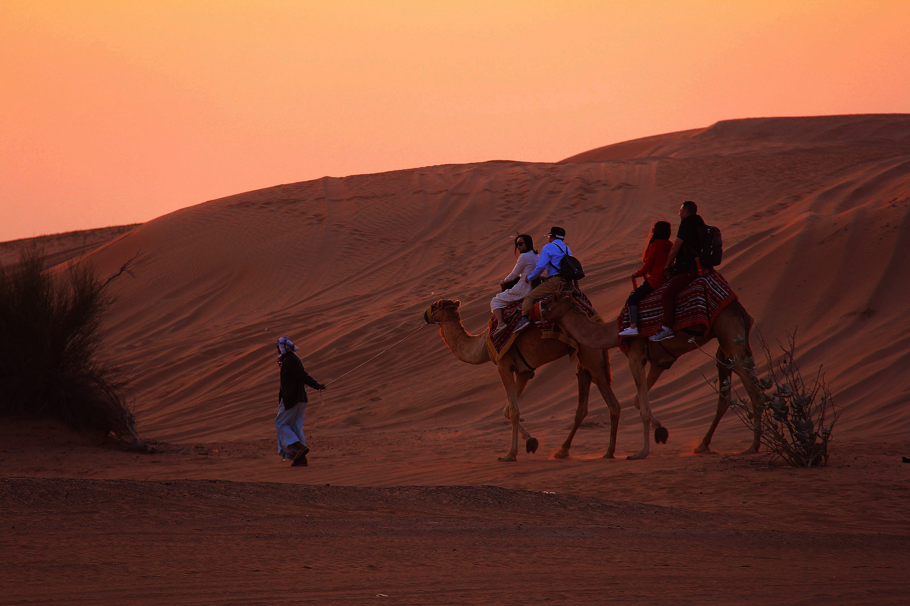dry, vacation, colorful, domestic, domestic animals, desert, nature, people, tourism, landscape, uae, animal, wild, dune, outdoors, animal themes, middle east, HD Wallpaper
