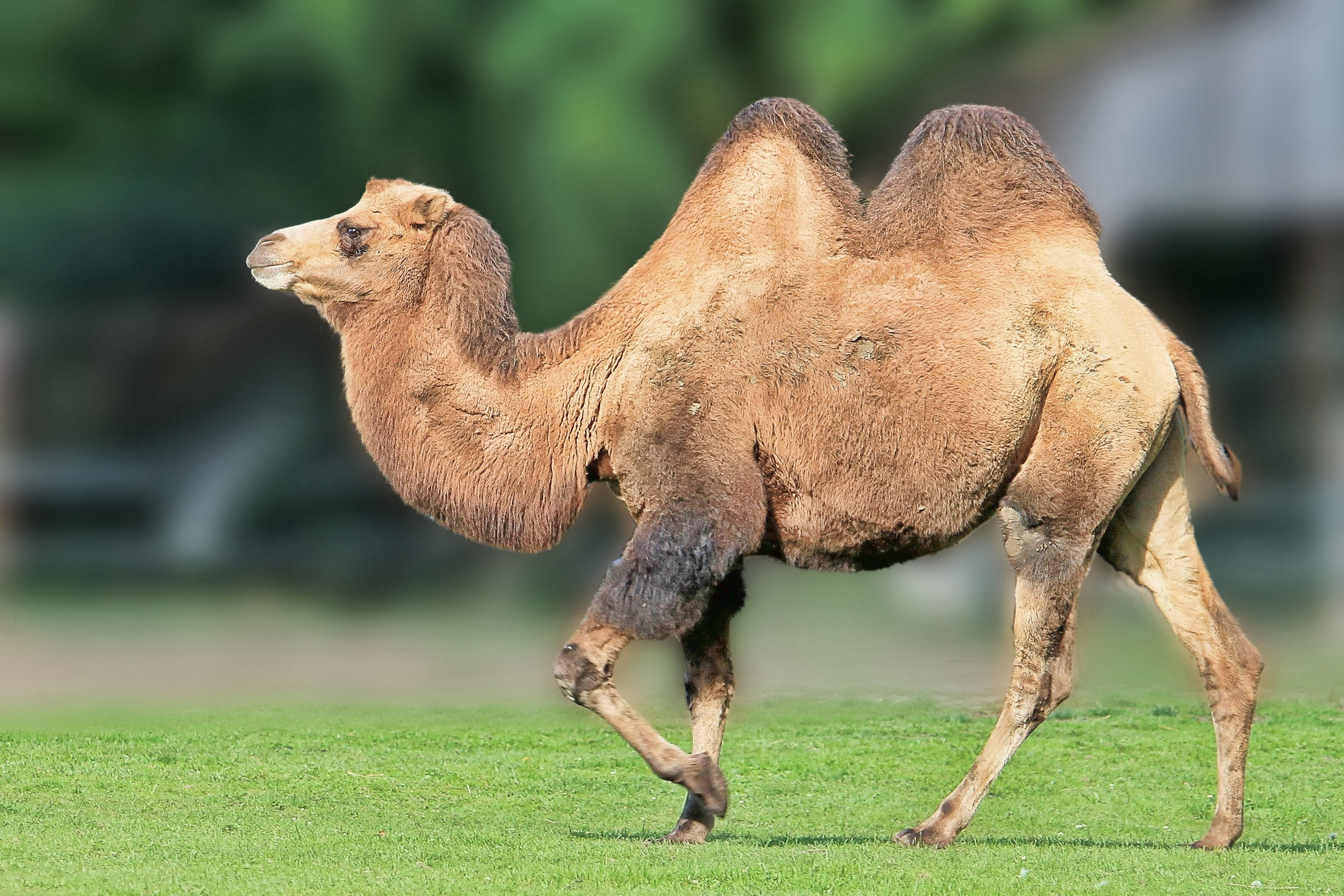 animal wildlife, livestock, nature, no people, Ship, full length, desert ship, plant, green color, domestic animals, Desert, domestic, day, outdoors, herbivorous, HD Wallpaper