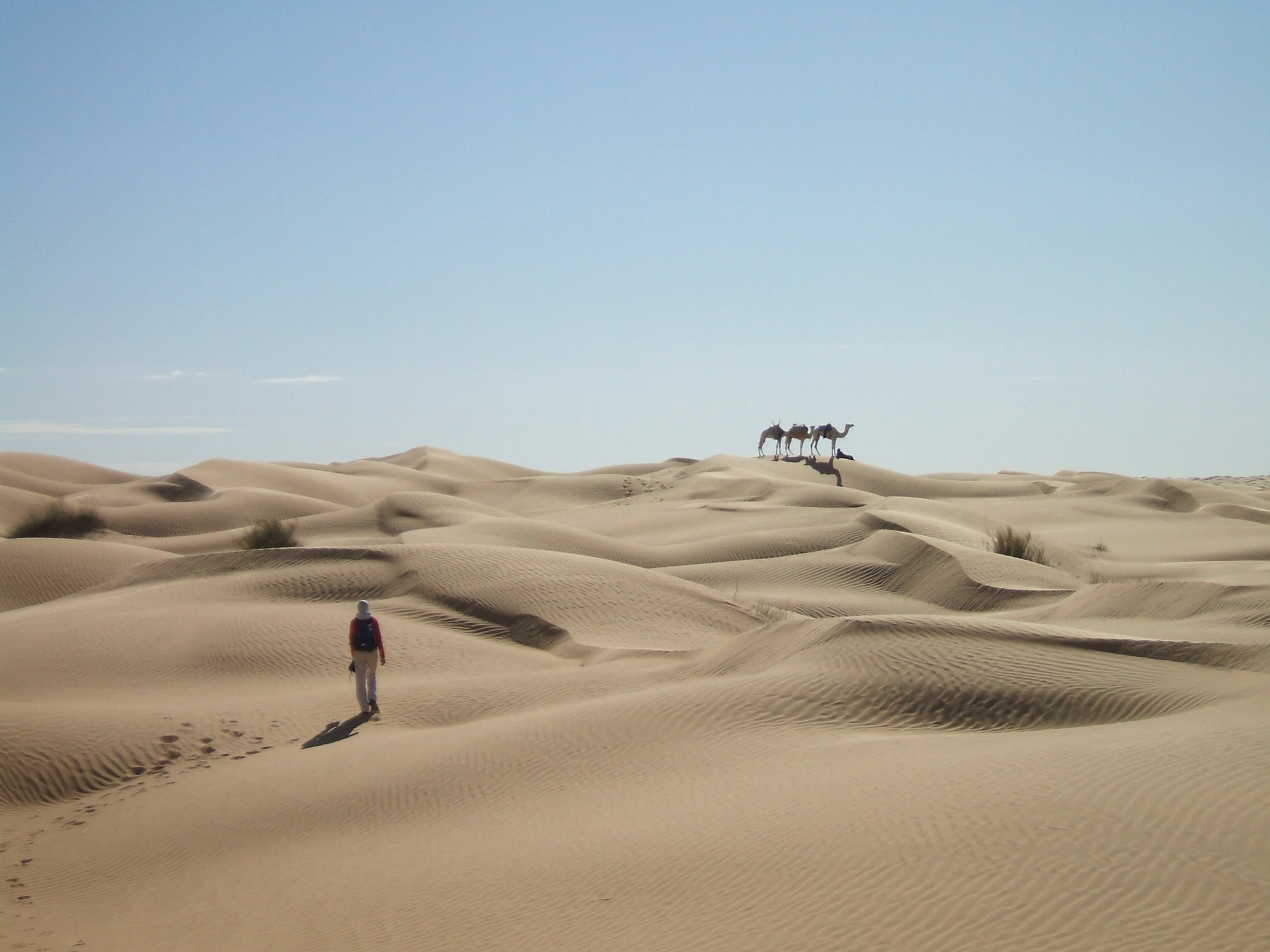 non-urban scene, sand, outdoors, clear sky, environment, adults only, caravan, sand dune, beauty in nature, full length, dunes, men, 2K, real people, leisure activity, HD Wallpaper