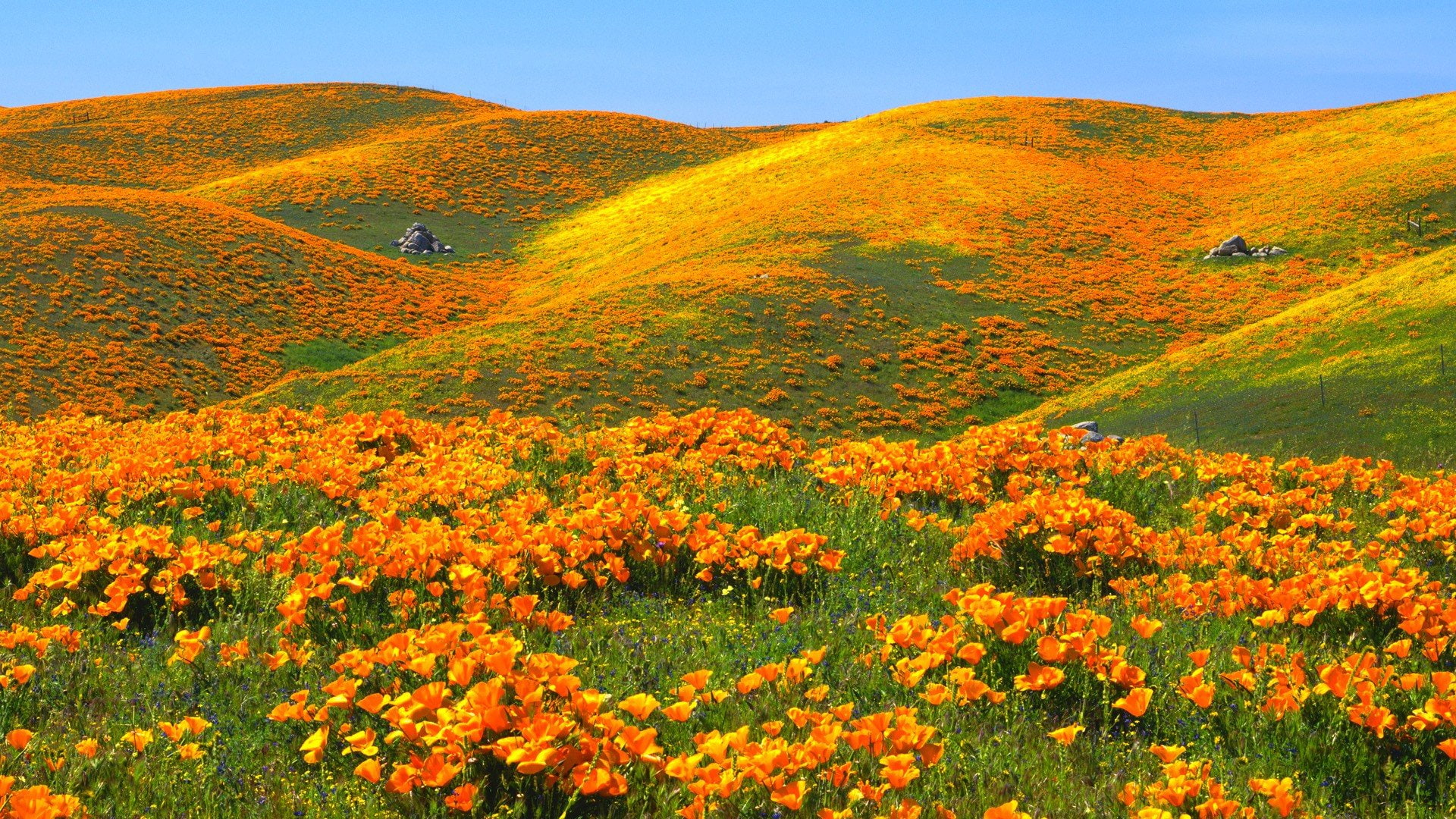 usa, california, landscape, yellow, 1080P, hills, hd, poppies, color, widescreen, spring, HD Wallpaper