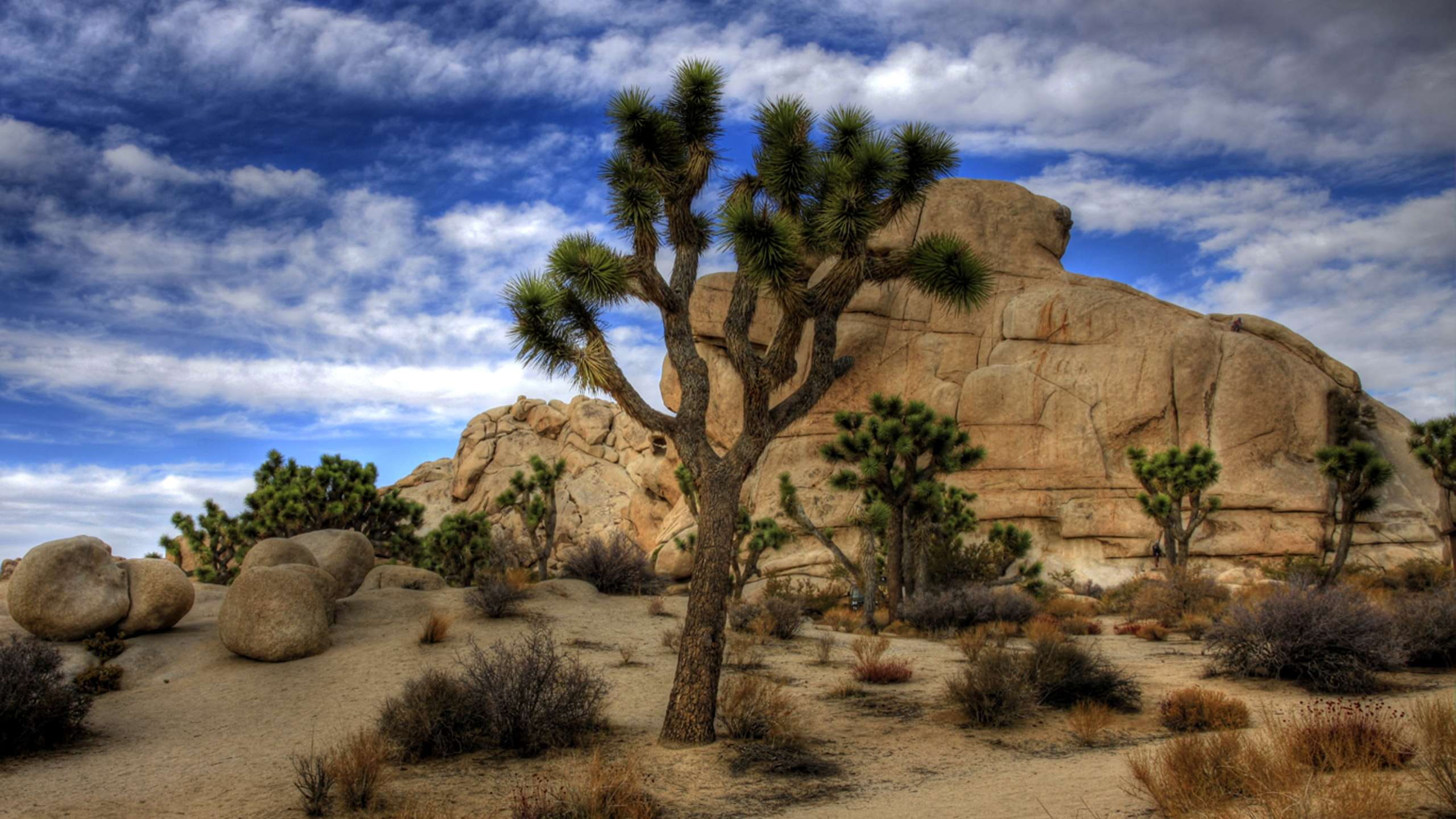 hd, 2K, tree, park, desktop, joshua, national, HD Wallpaper