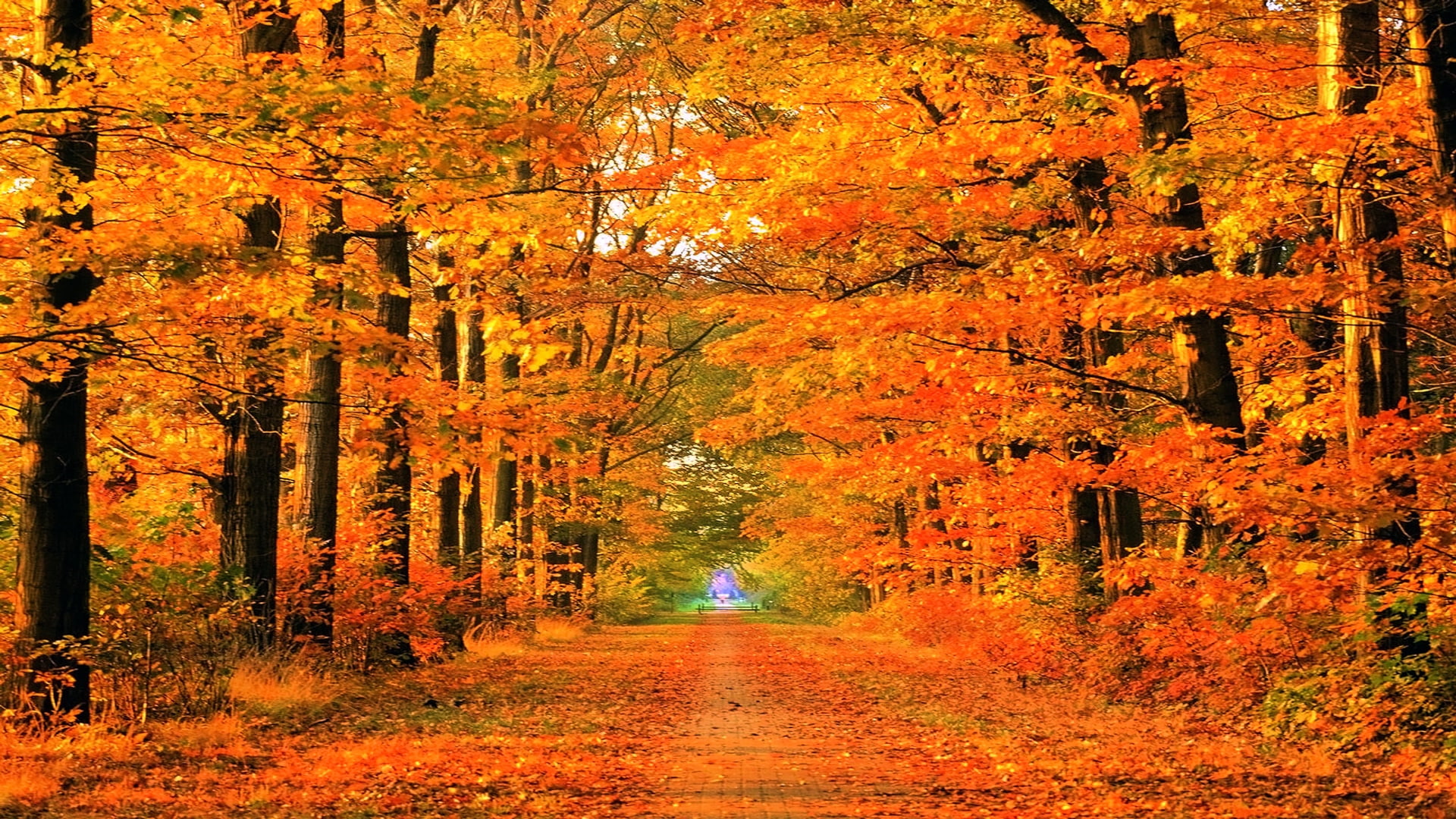 season, 1080P, art, seasons, roads, parks, autumn (season), x, nature, autumn, hd, HD Wallpaper