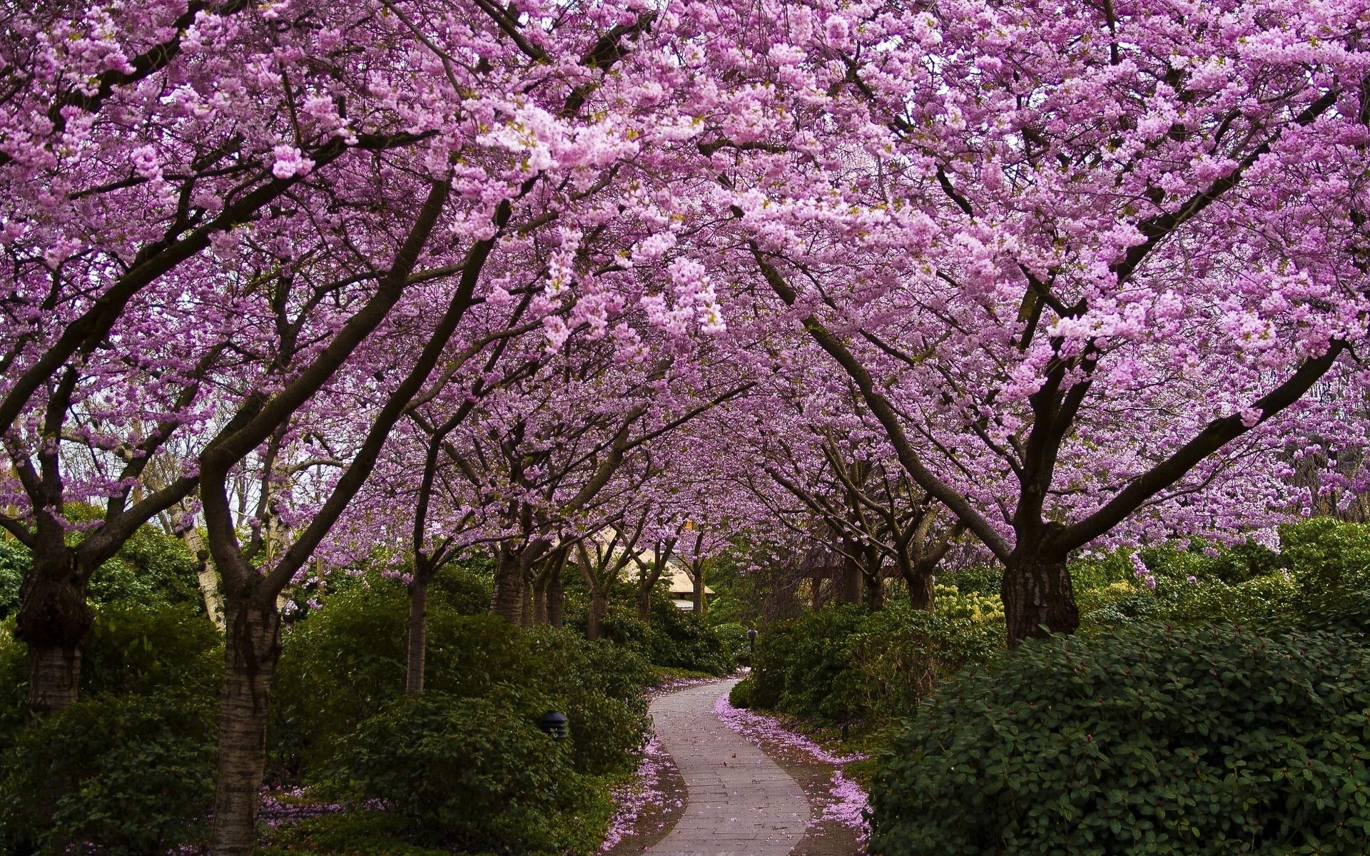 seasons, blossoms, spring (season), nature, season, parks, x, 1080P, art, hd, widescreen, spring, alley, HD Wallpaper