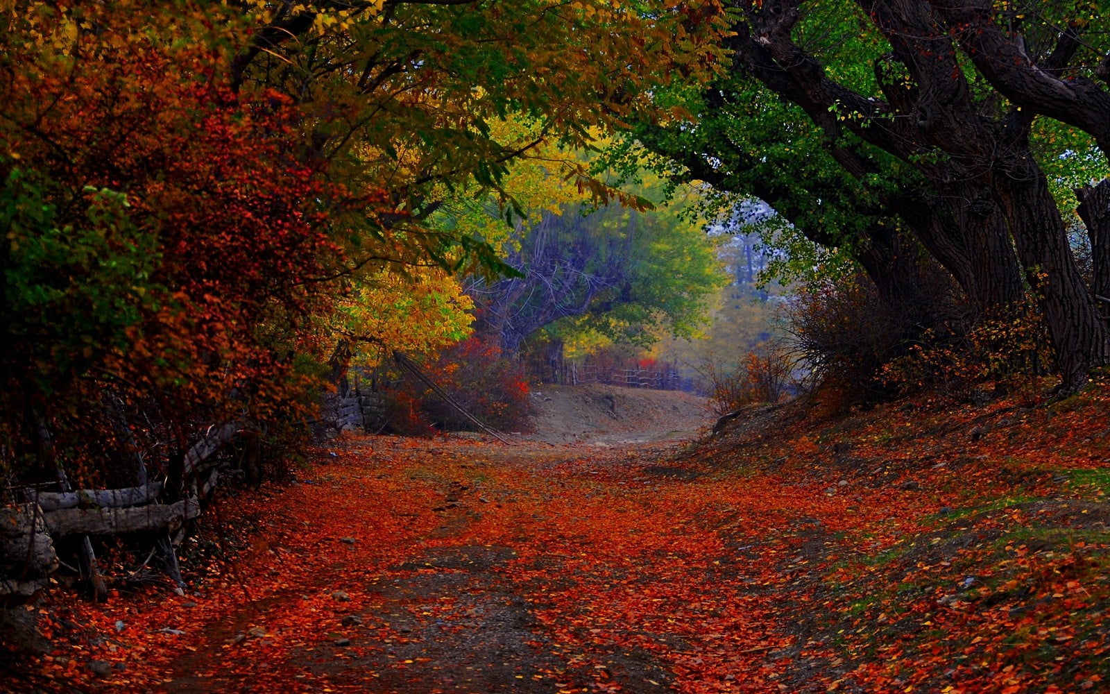 plant part, tunnel, autumn, painting, trees, footpath, outdoors, no people, leaf, fence, leaves, beauty in nature, landscape, scenics - nature, tree, forest, HD Wallpaper