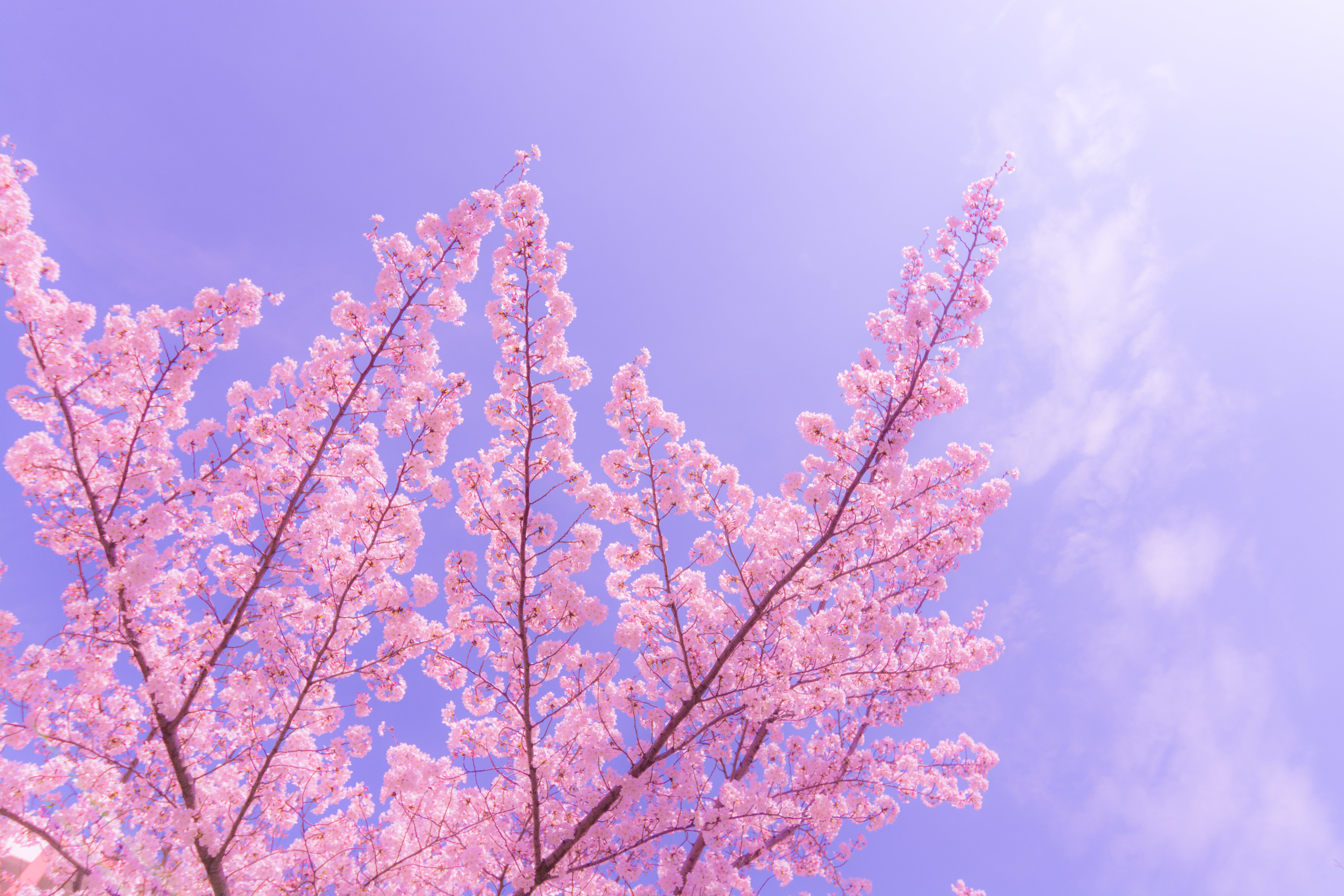 japan, springtime, flower, tree, Tokina, cherry, season, Aoto, branch, 5K, flower Head, blue, DX, blossom, pink Color, pink, Cherry Blossom, plant, X 12, HD Wallpaper