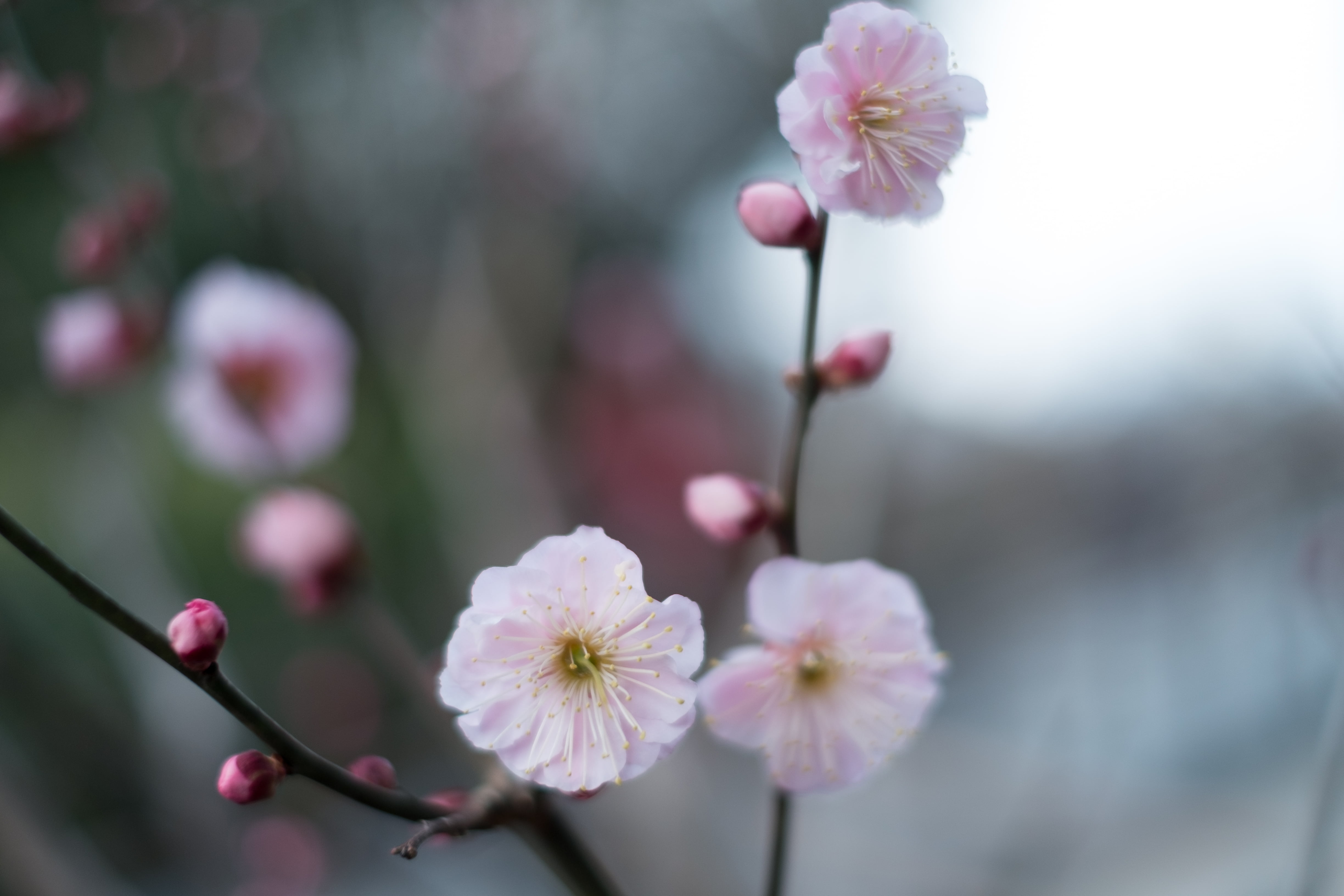 日本, Fujinon, fuji, flower Head, season, tree, 富士, tokyo, 梅, plant, nature, Fujifilm, JP, petal, springtime, freshness, 池上, X-Pro1, 4R, Ikegami, branch, HD Wallpaper
