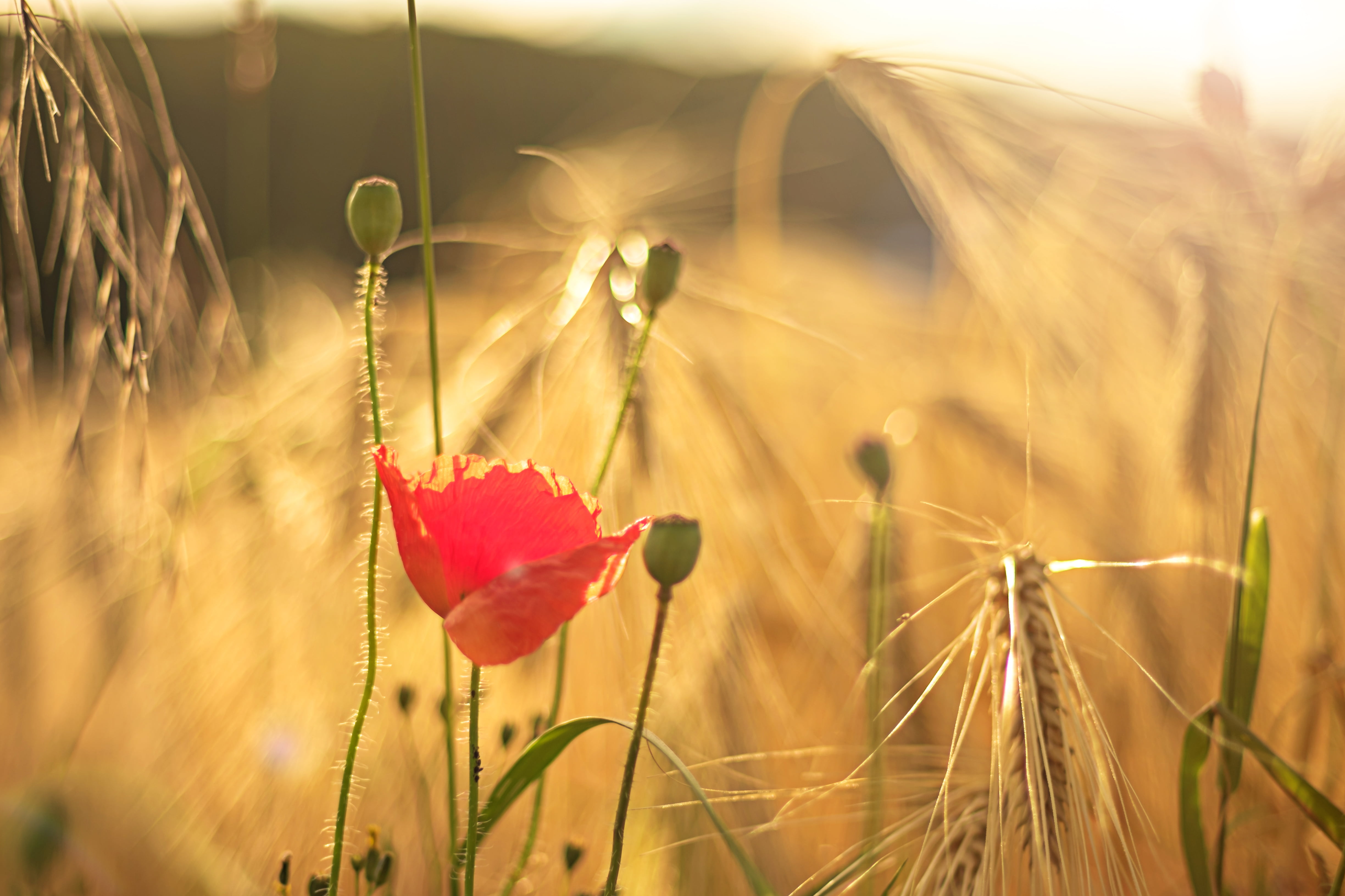 Corn, 4K, photo, Der, sunlight, grass, yellow, korn, acker, beauty In Nature, sunset, Harz, creative  commons, red Poppy, Fuji, Sachsen-Anhalt, Felder, HD Wallpaper