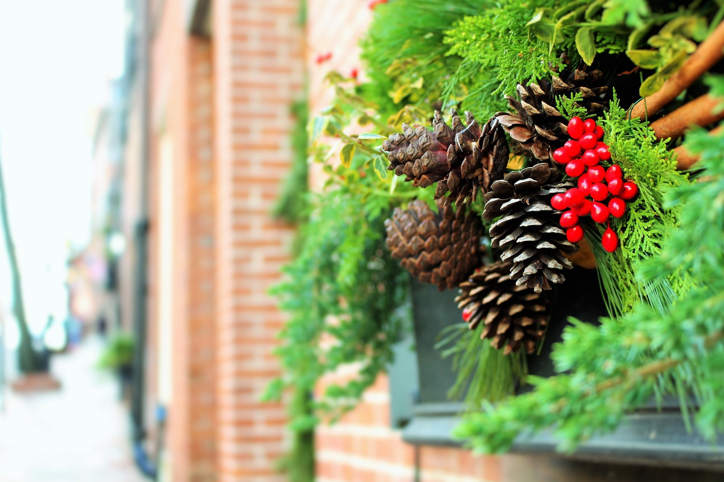 human body part, pine needles, mistletoe, window, wellbeing, decorative, festive, hand, green, vegetable, acorn, color, windows, traditional, tradition, HD Wallpaper