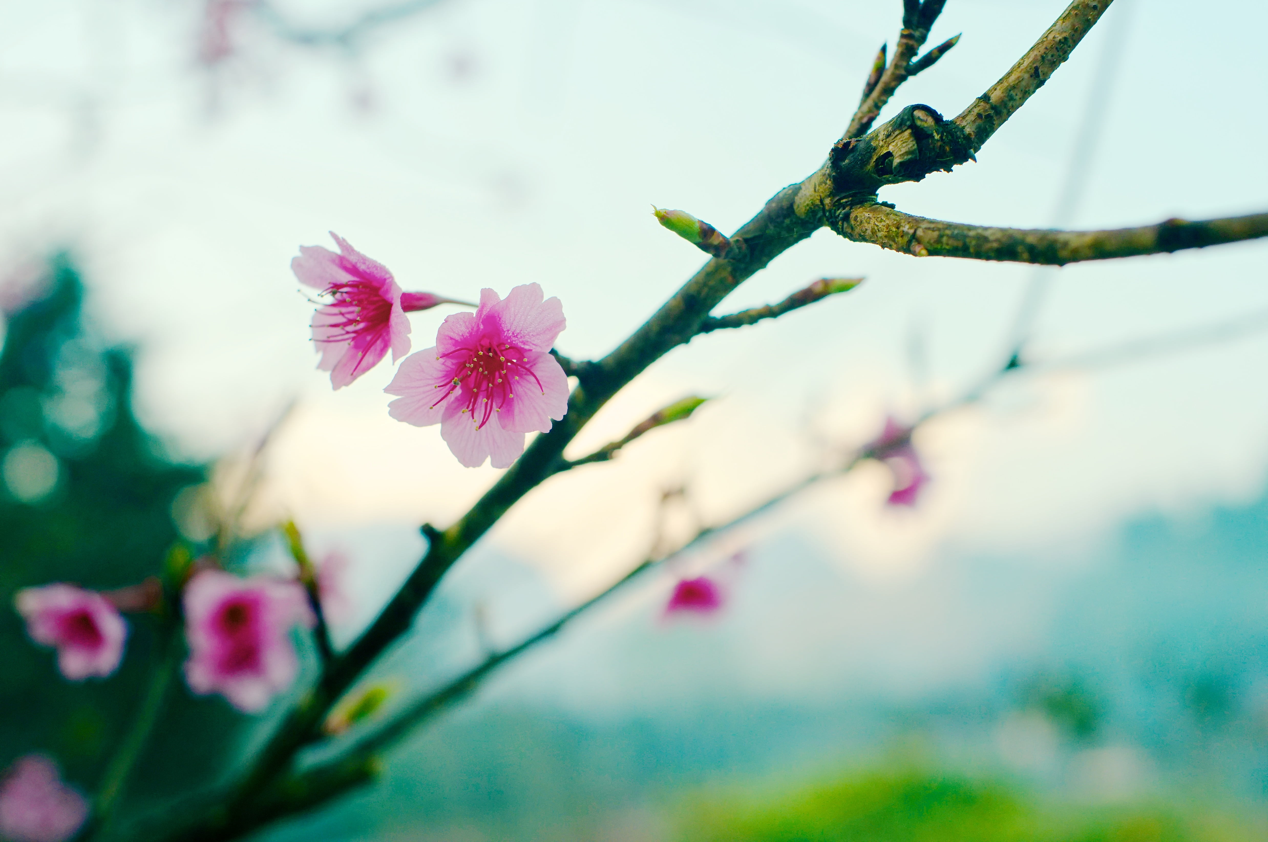 flower, beautiful, shallow, ง, flower Head, focus, 35 mm, outdoors, XF, Thai, APS-C, X mount, springtime, nature, petal, f/1.4, light, Pro, pink Color, HD Wallpaper