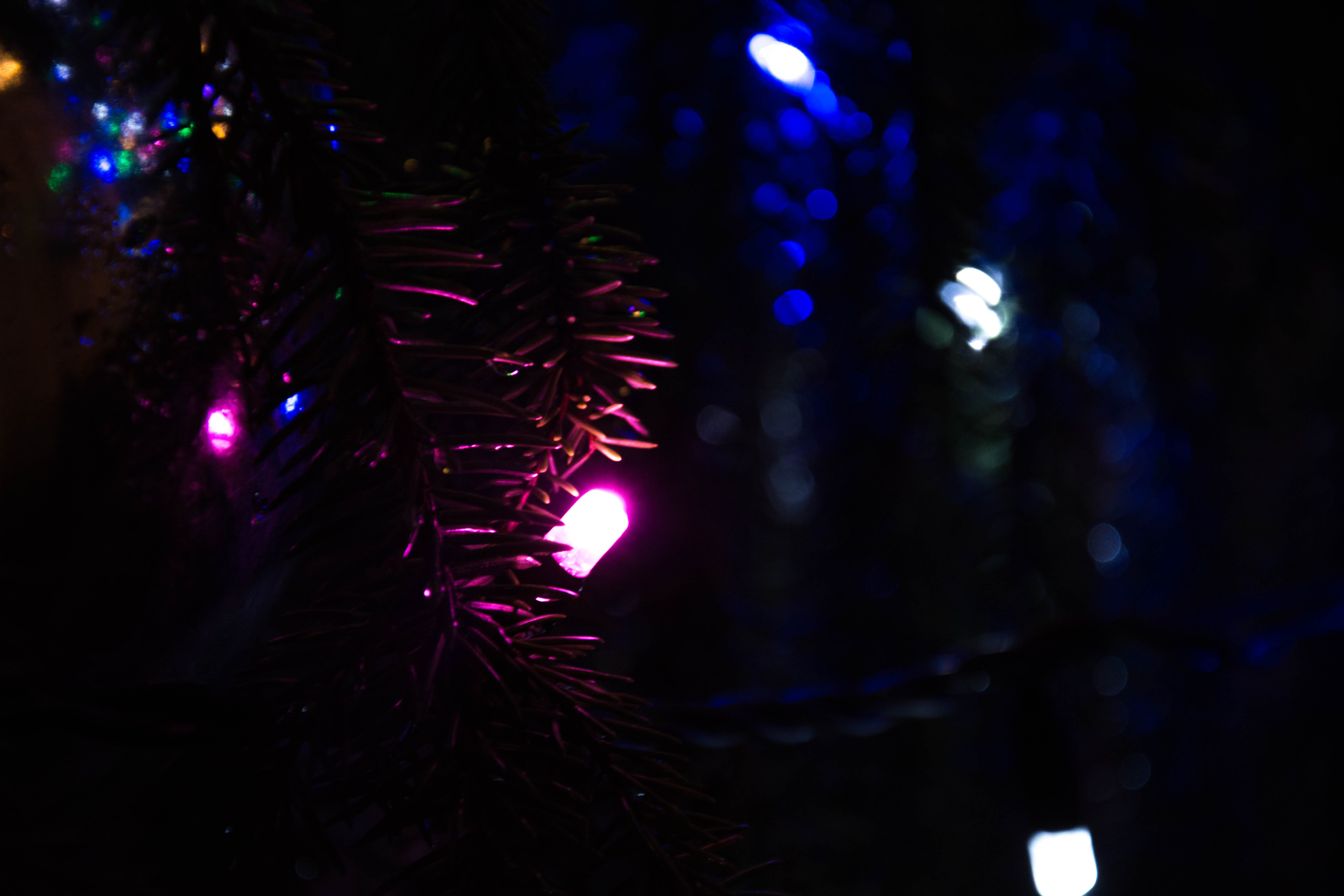 close-up, blue, tree, pine, 5K, violet, x-mas, lights, christmas lights, christmas decoration, christmas tree, celebration, light, holiday, decoration, HD Wallpaper