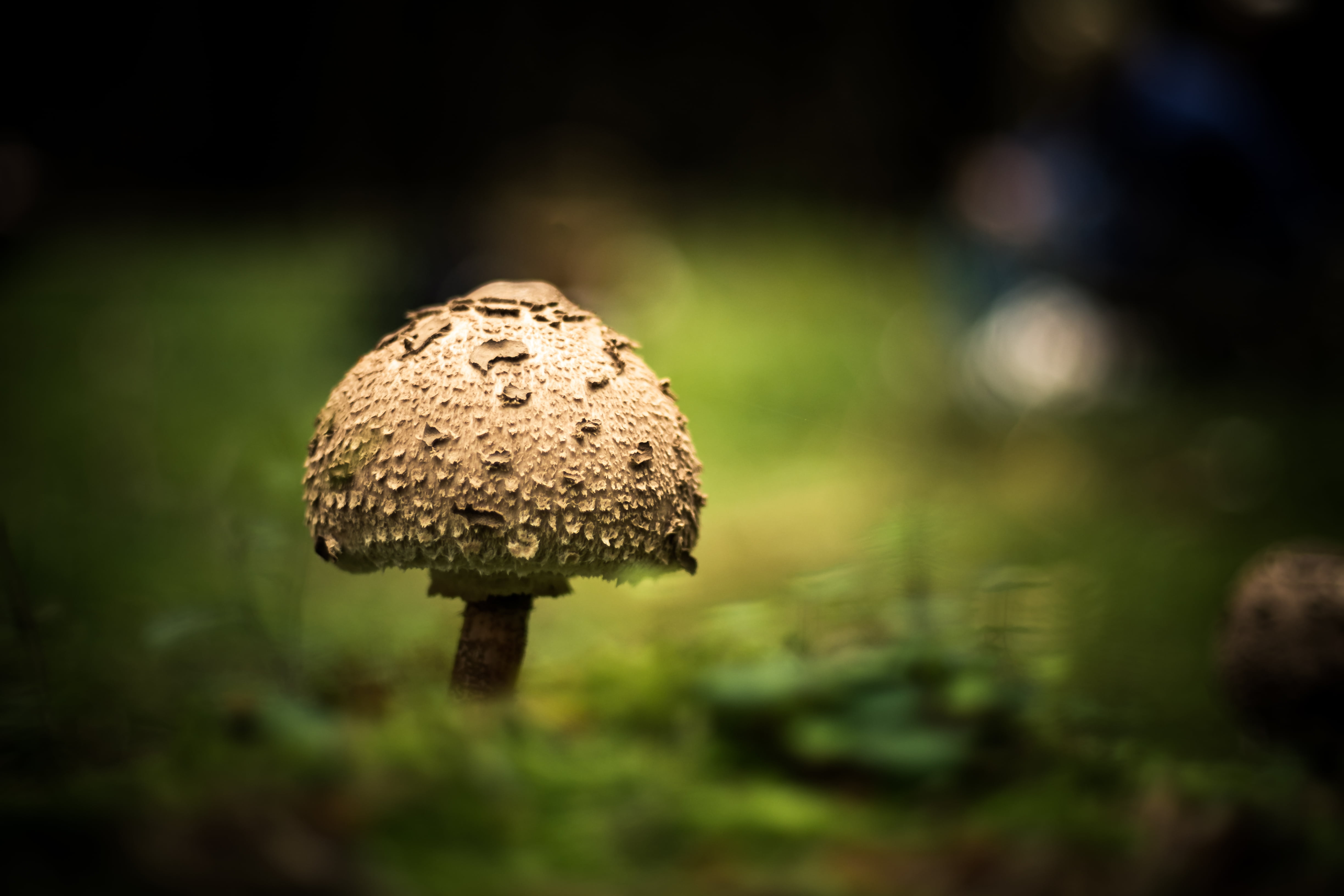 Canon  FD, cc, moss, x-E1, season, Fuji, close-up, closheup, Wälder, creative  commons, 4K, forest, autumn, Wald, photography, fungus, food, nature, mushroom, HD Wallpaper