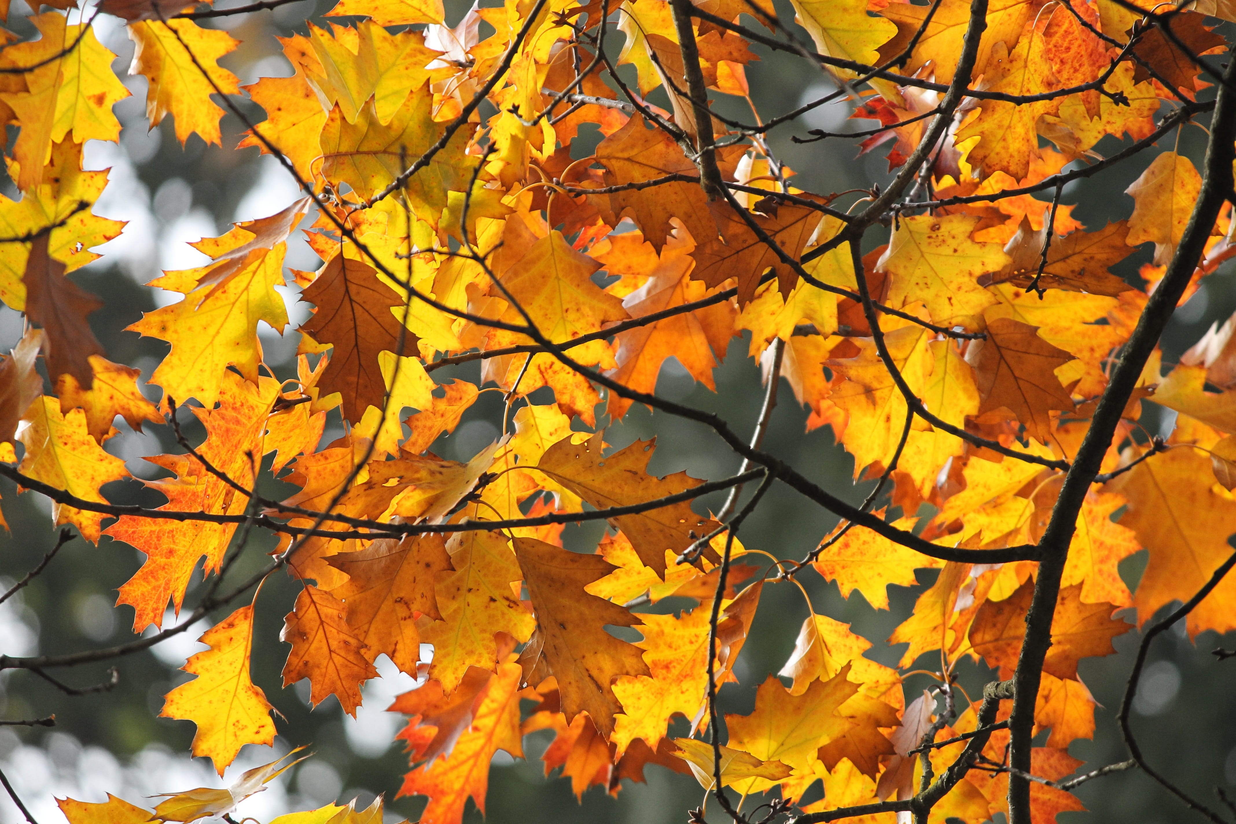branches, plant, colorful, close-up, autumn collection, nature, natural condition, no people, fall, autumn, 4K, orange color, growth, sunny, focus on foreground, HD Wallpaper