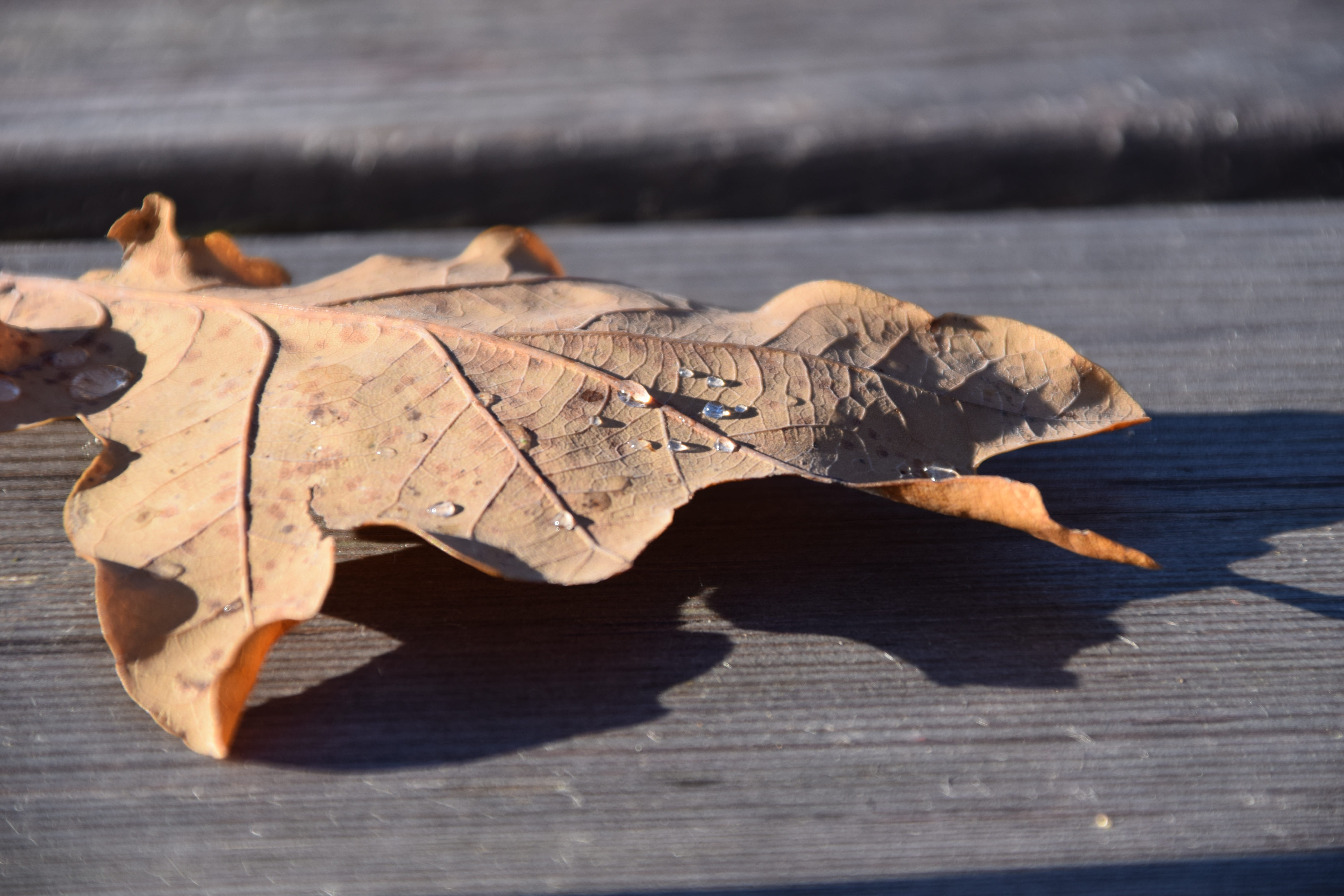 passed, close-up, dew, focus on foreground, animal body part, day, fall foliage, nature, bone, Leaf, wood, no People, mourning, table, still life, backgrounds, HD Wallpaper