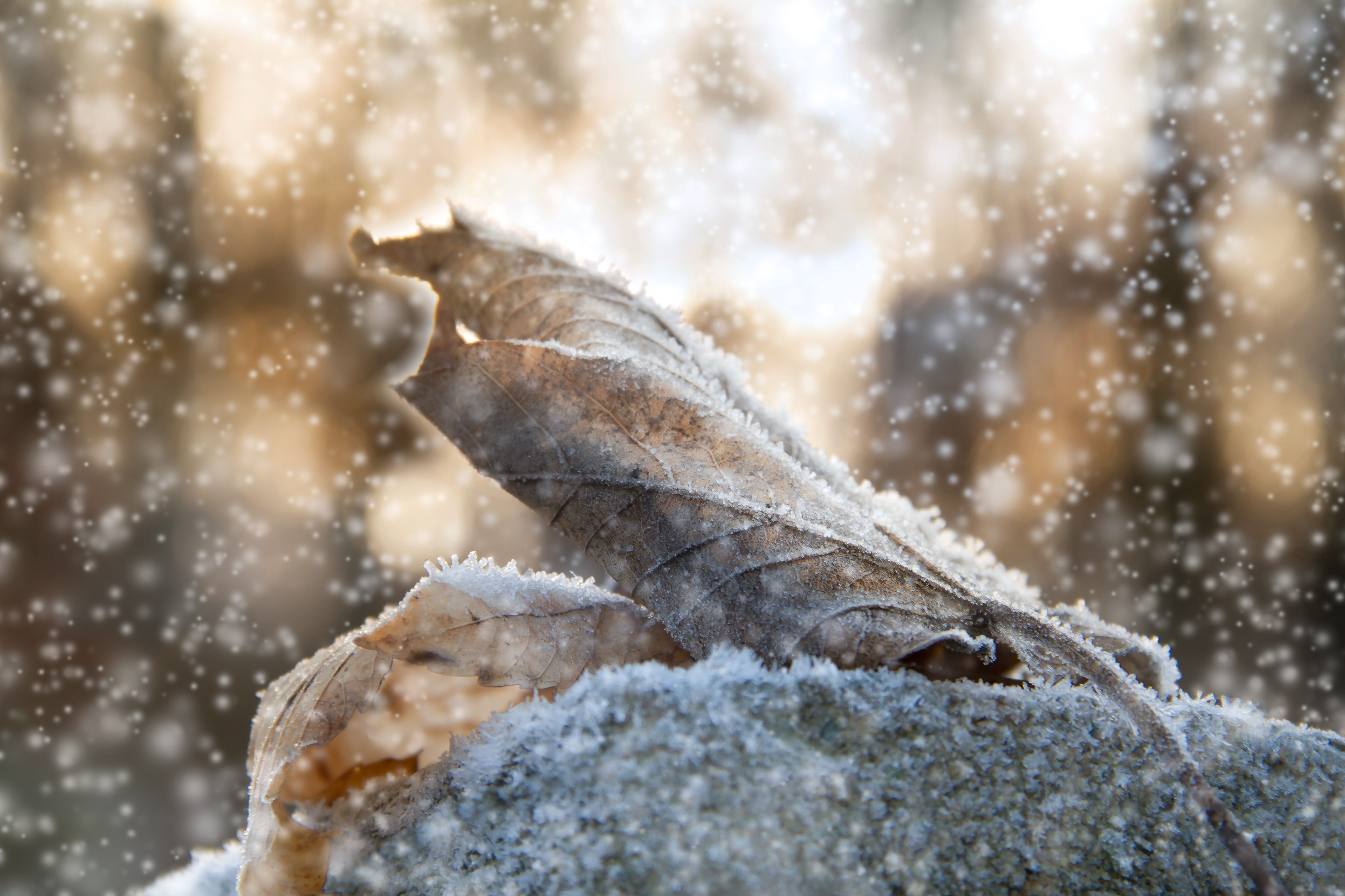 winter magic, sunlight, selective focus, 5K, animals in the wild, snowing, frost, day, cold season, blue, passed, animal themes, no people, wintry, ice, HD Wallpaper