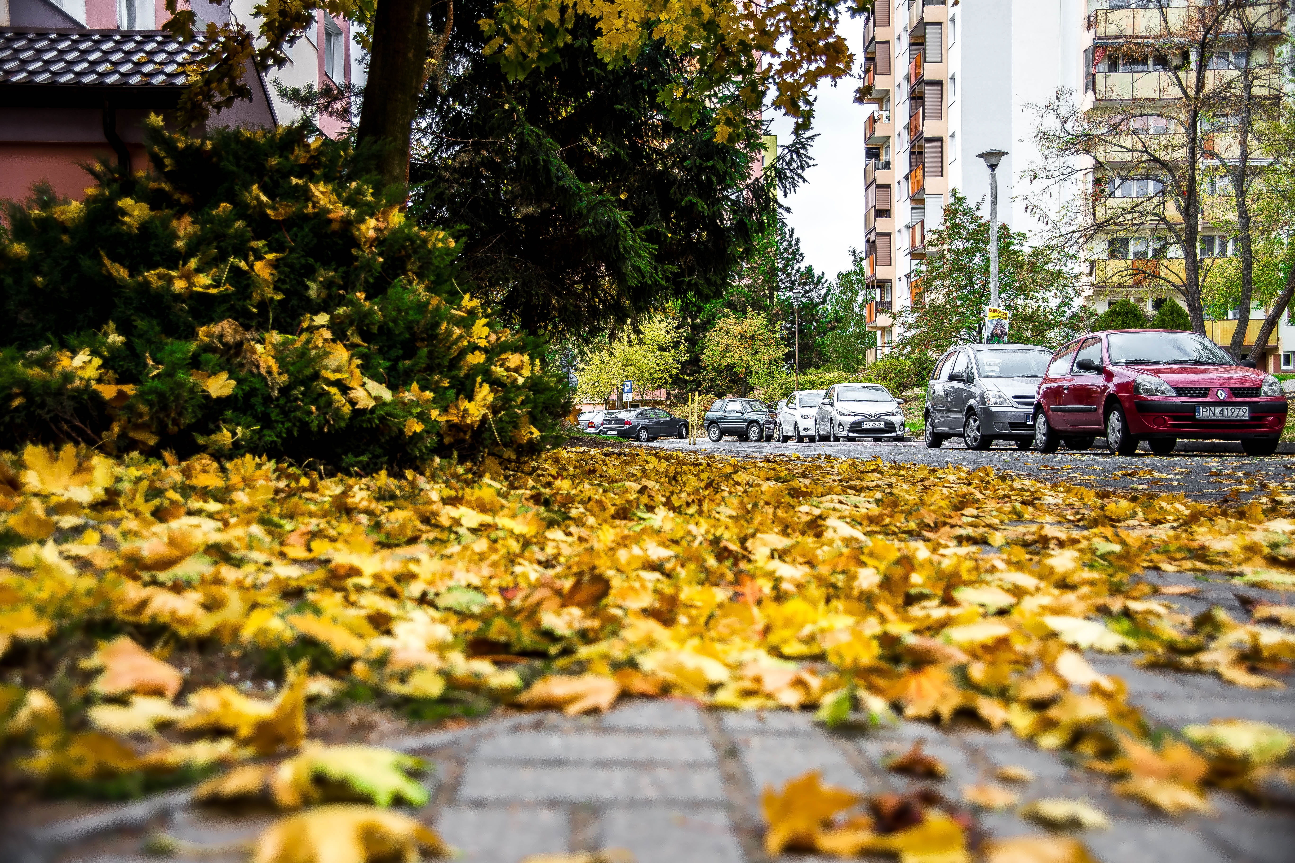 road, no people, mode of transportation, spacer, 5K, motor vehicle, tree, plant, city, car, mood, the stage, land vehicle, autumn, cars, nature, leaf, HD Wallpaper