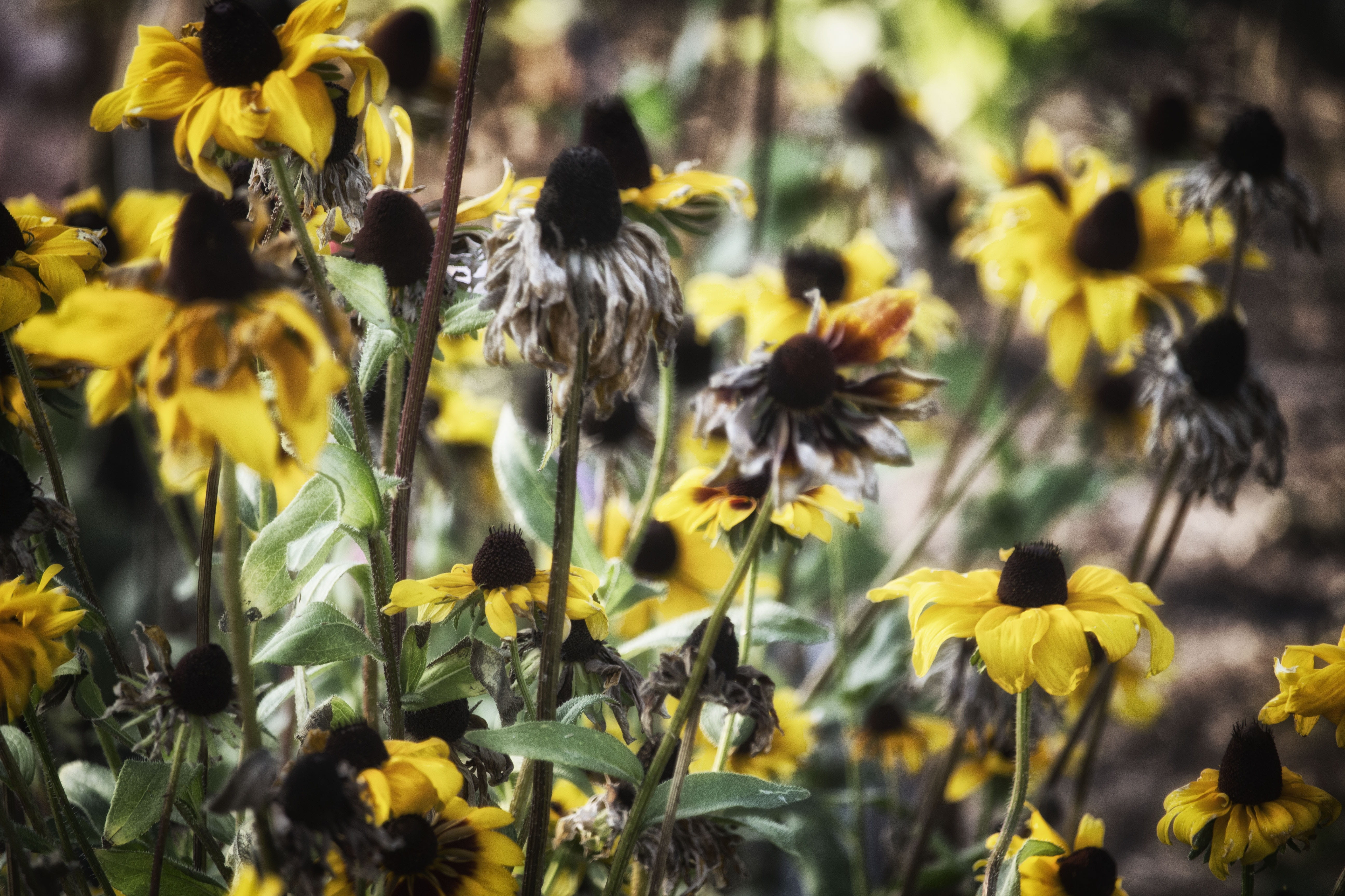 land, więdniecie, beauty in nature, in the fall, growth, colored, autumn, flower head, sunny, petal, nature, plant, focus on foreground, flower, close-up, HD Wallpaper