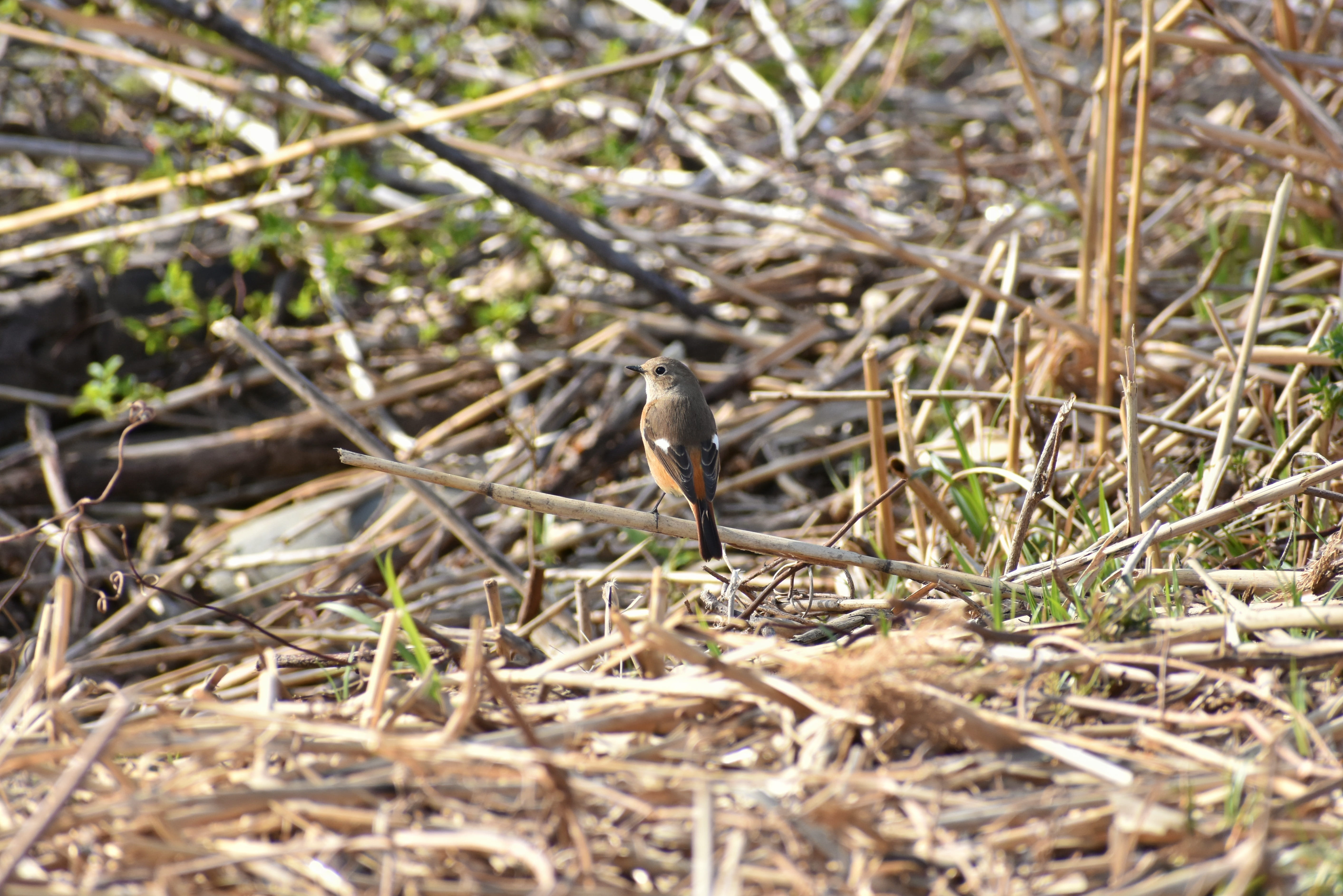 bird, 5K, selective focus, sunlight, spring, nature, vertebrate, a key, land, one animal, day, natural, dry, wild birds, grass, wild animal, park, seasonal, HD Wallpaper