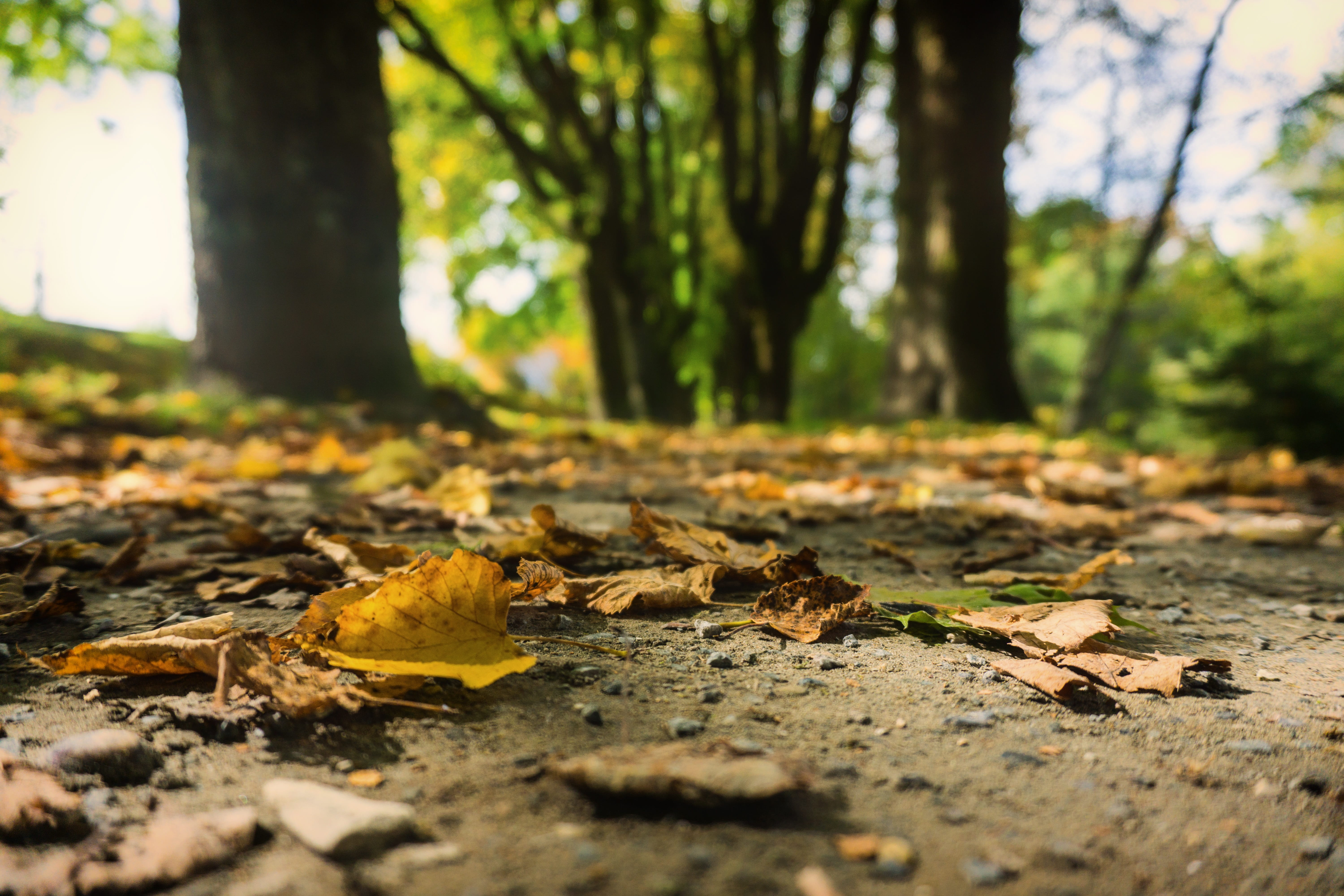 5K, nature, forest floor, plant part, no people, forest, selective focus, day, surface level, maple leaf, leaf, colorful, autumn, tree trunk, land, outdoors, HD Wallpaper