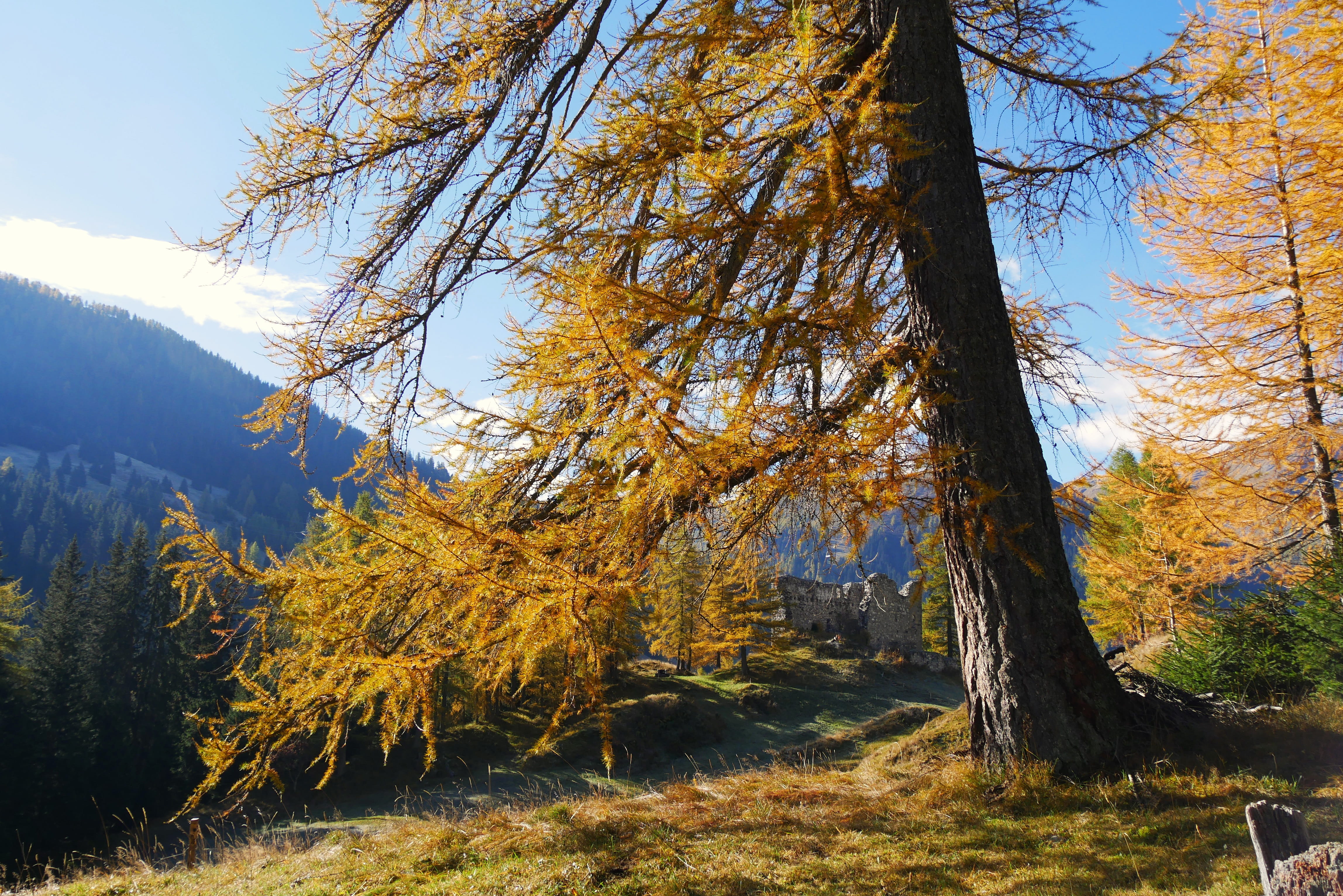 alpine, sunlight, hike, tranquility, forest, landscape, enjoy, mood, wood, tree trunk, environment, pasture, trail, autumn, no people, larch, ski area, HD Wallpaper