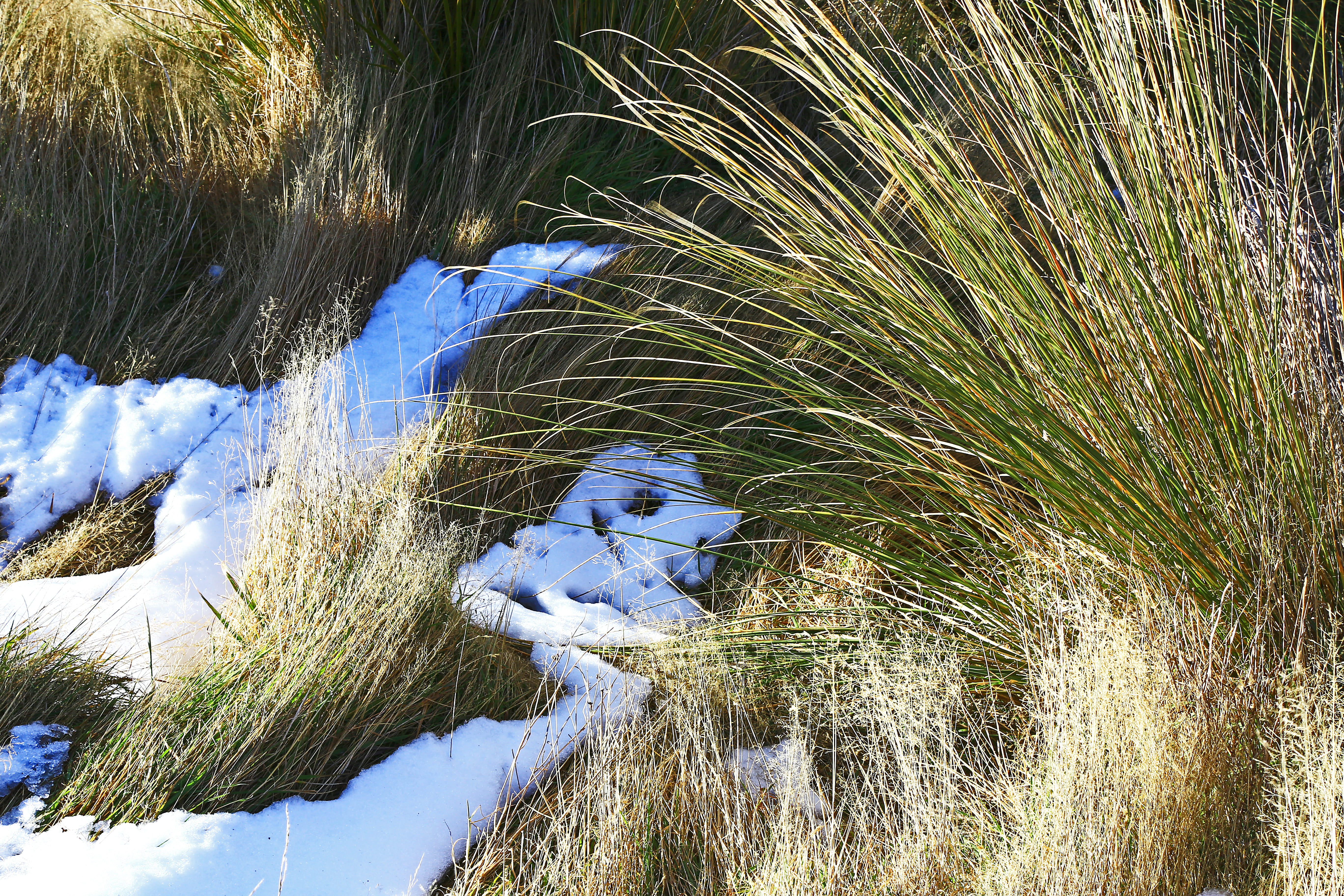 grass, tree, day, tussock, exposed, flowing water, tranquility, cold temperature, high angle view, no people, beauty in nature, danseys pass road, field, HD Wallpaper