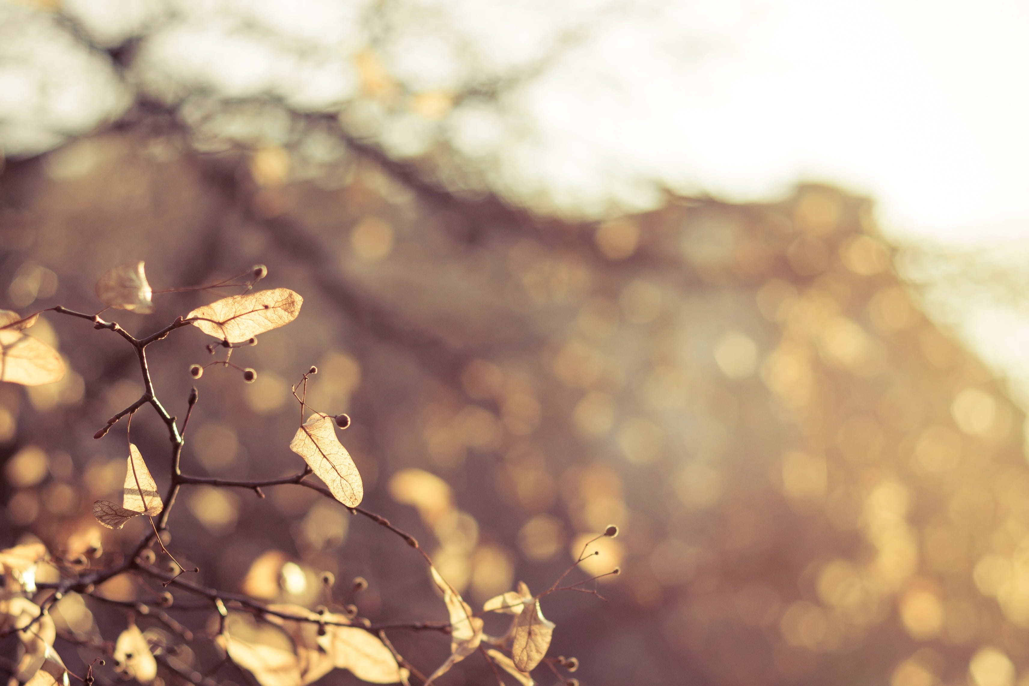 photo, wood, selective, fragility, plant, autumn, seasons, focus on foreground, leaves, beauty in nature, springtime, flower head, branch, day, no people, HD Wallpaper