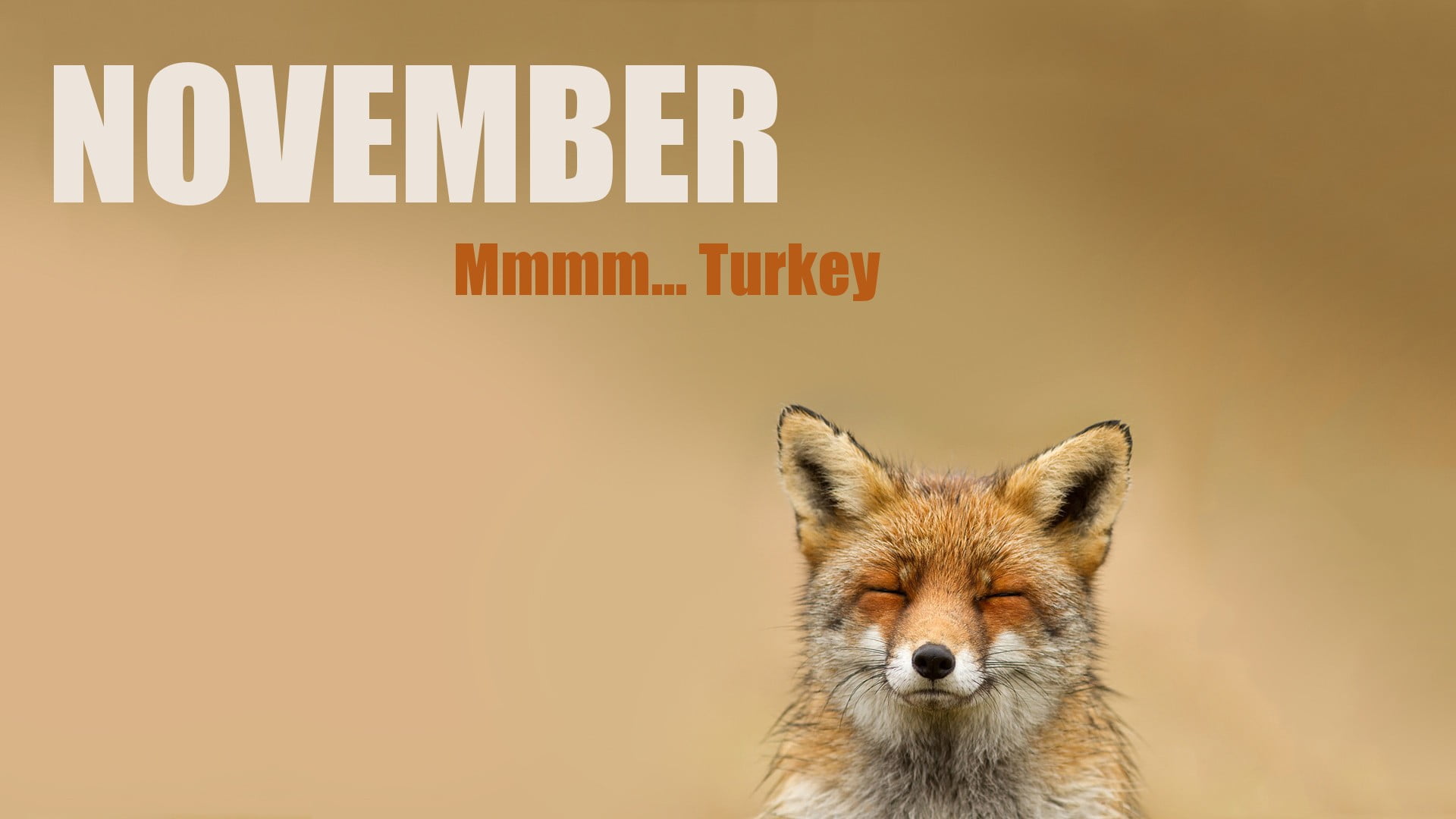 fox, mammal, animals, one animal, sign, November , pets, quote, no people, looking at camera, animal wildlife, capital letter, cat, nature, western script, HD Wallpaper