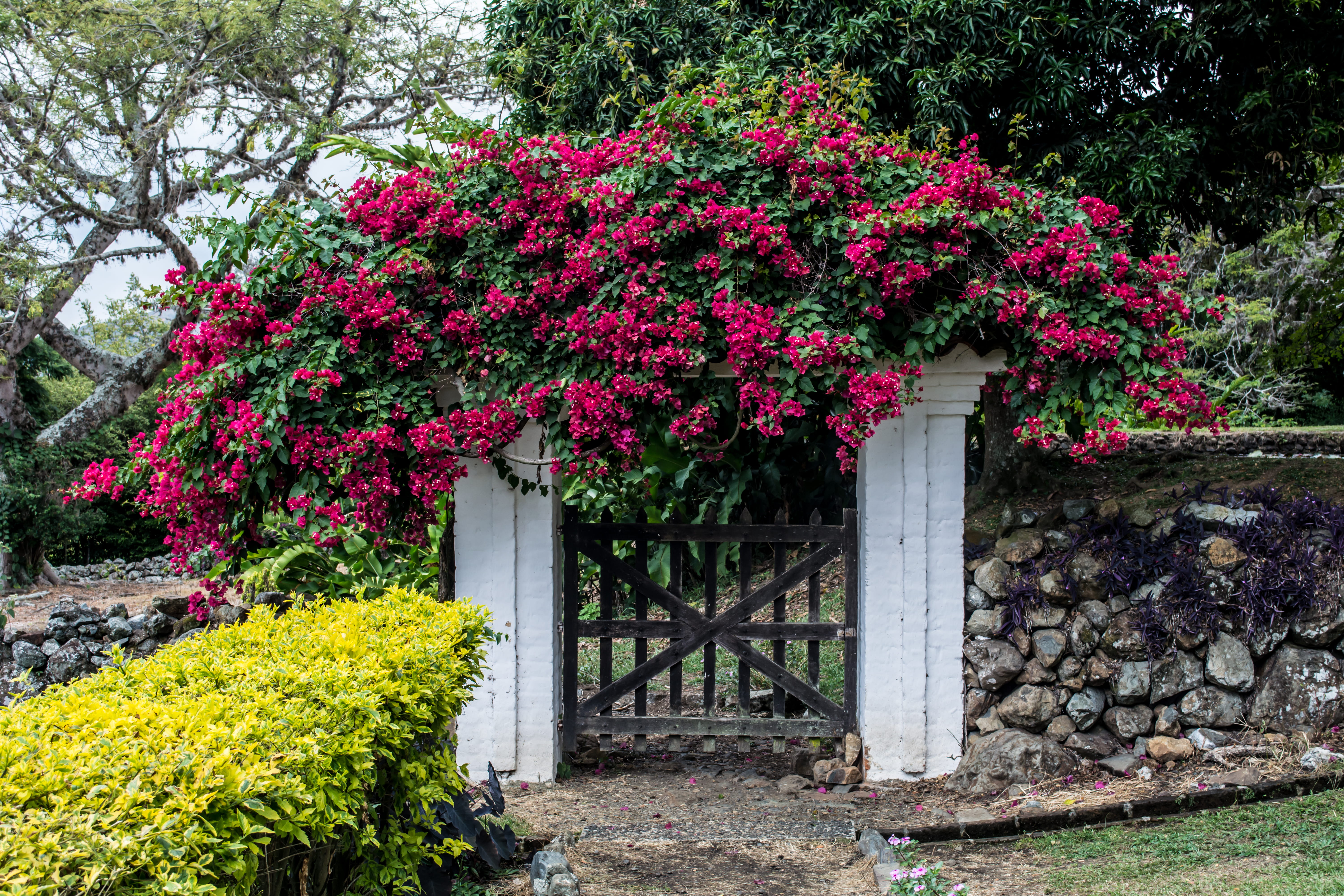 park, naturaleza, fragility, day, flowering plant, garden, blossom, built structure, flores, flower, colores, red, plant, door, valle del cauca, flowers, HD Wallpaper