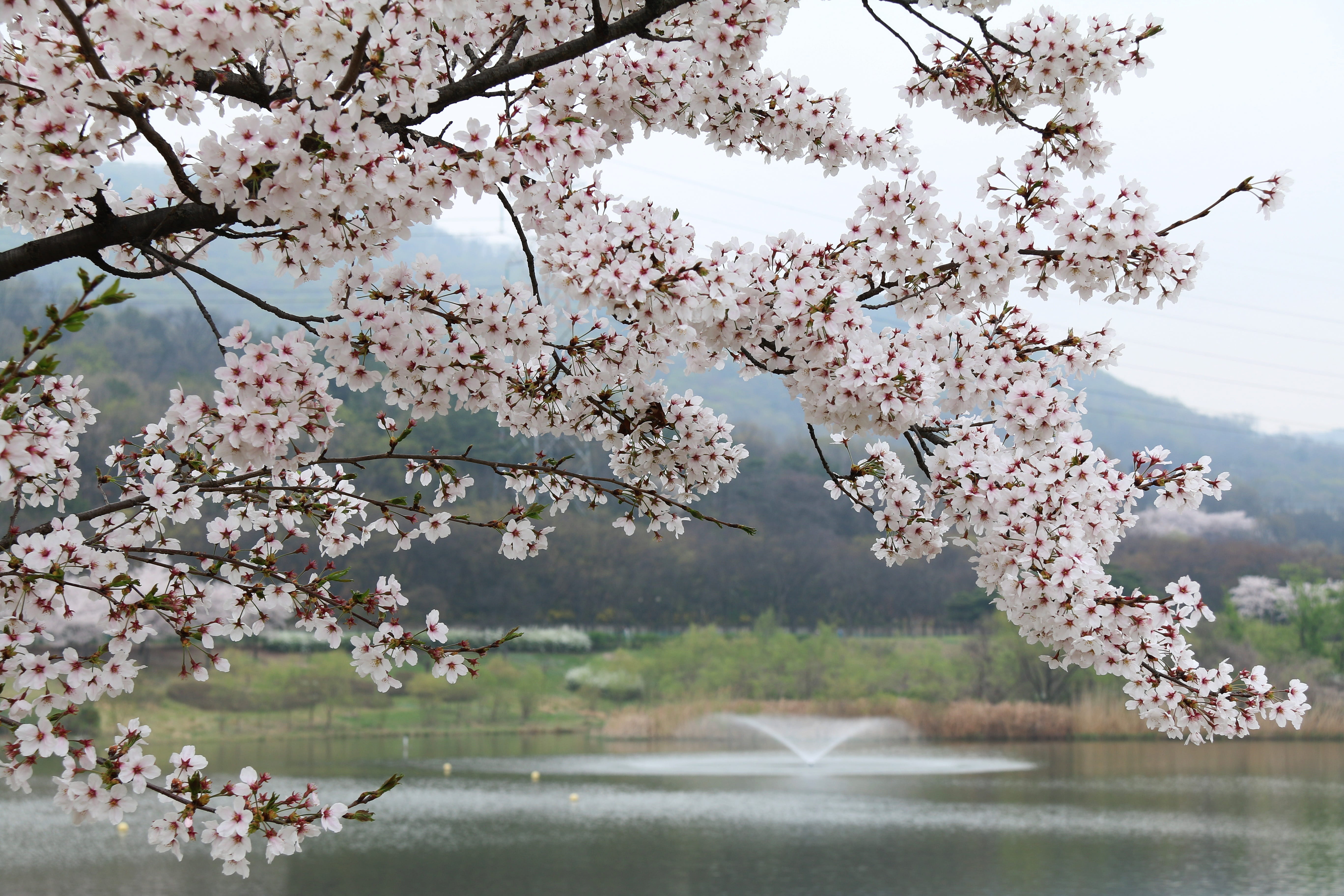 beauty in nature, hilarious mood, lakeside cherry, season, youth, flowering plant, nature, photographed, memory, spring or they, focus, beauty, branch, HD Wallpaper