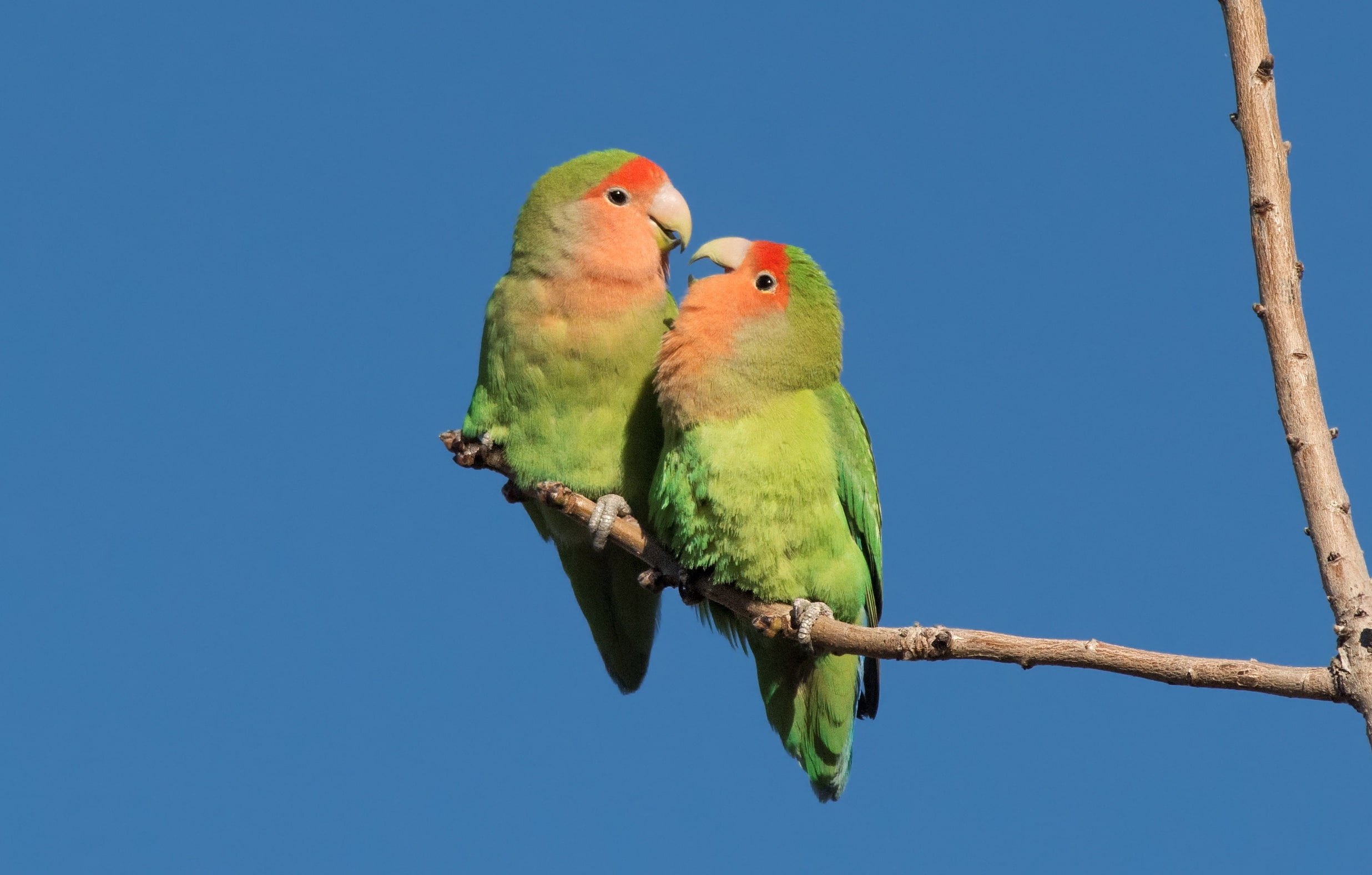 birds, 1080P, rosy-cheeked lovebird, pair, parrots, HD Wallpaper